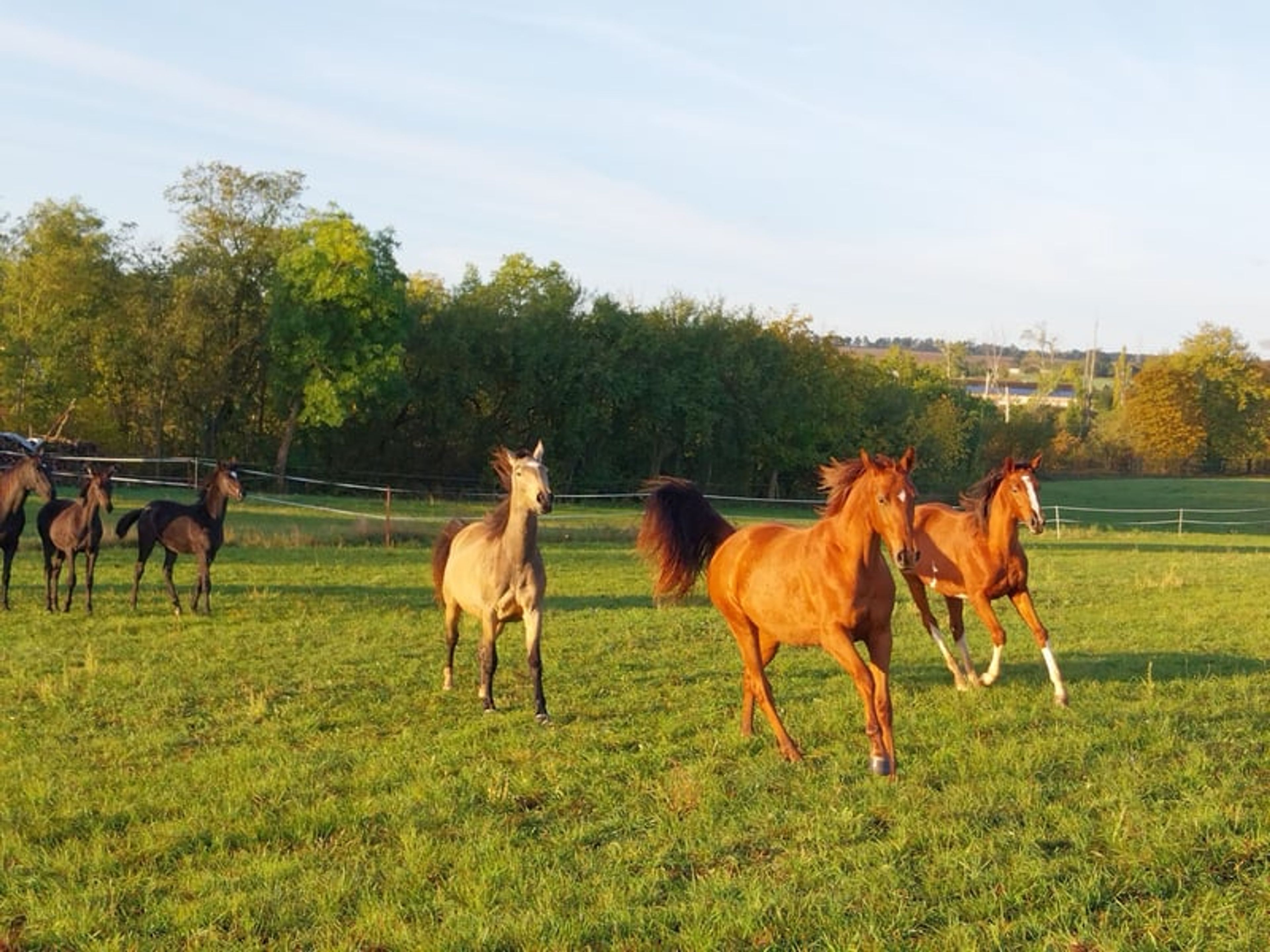 2-year-old mare by Most Wanted Nero - Image 4