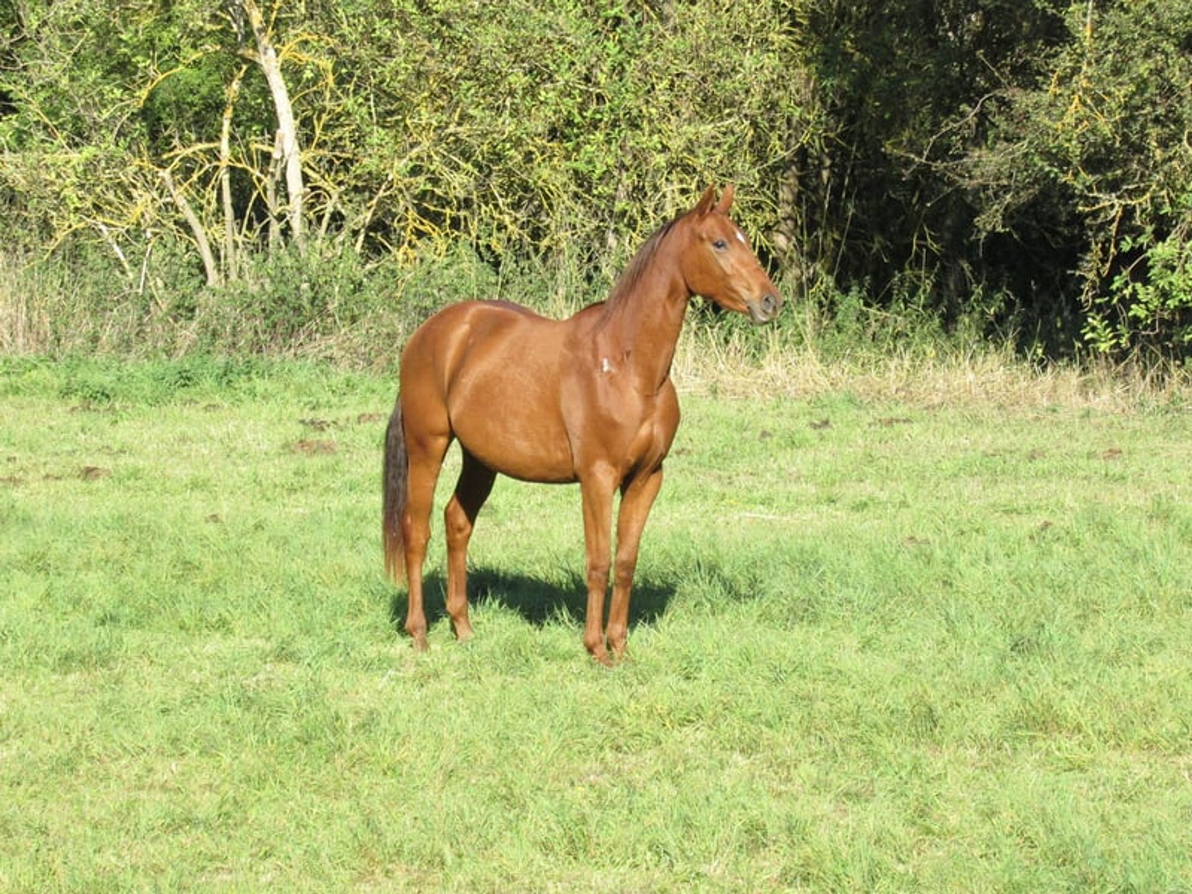 2-year-old mare by Most Wanted Nero - Image 5