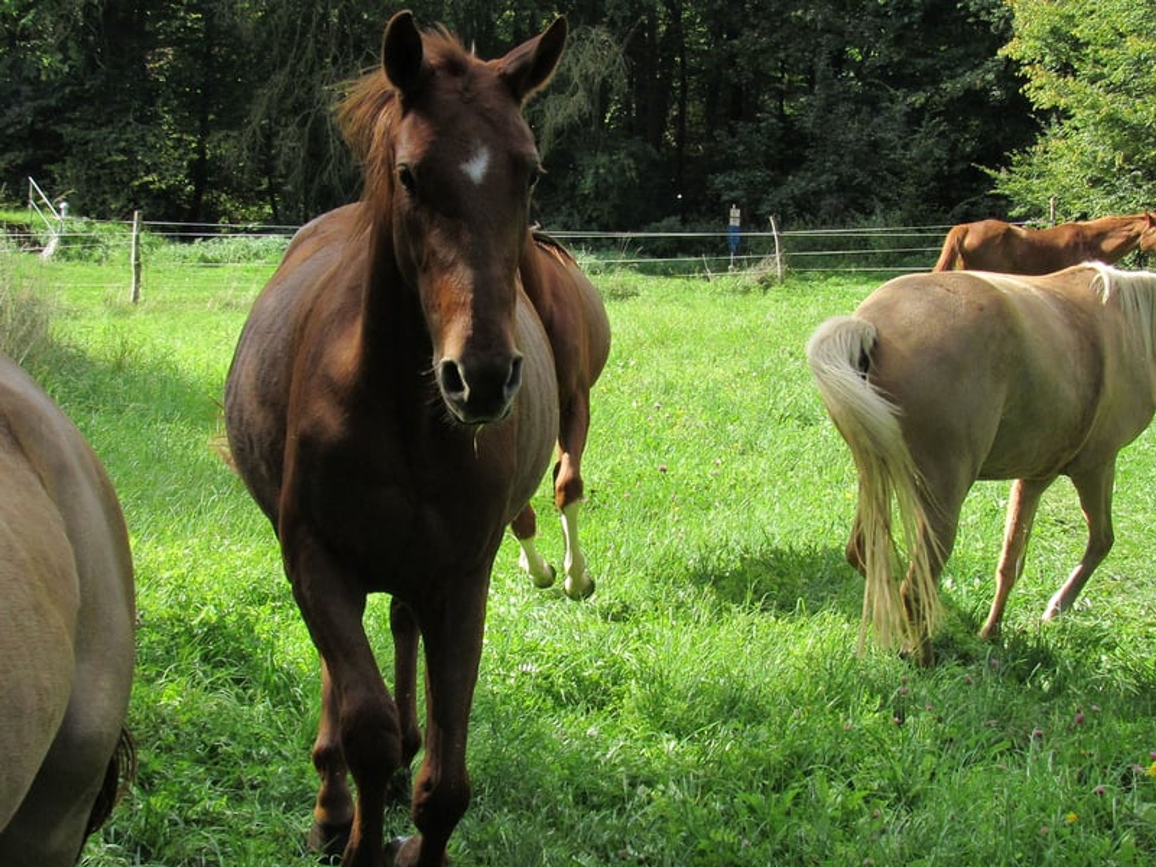 2-year-old mare by Most Wanted Nero - Image 6