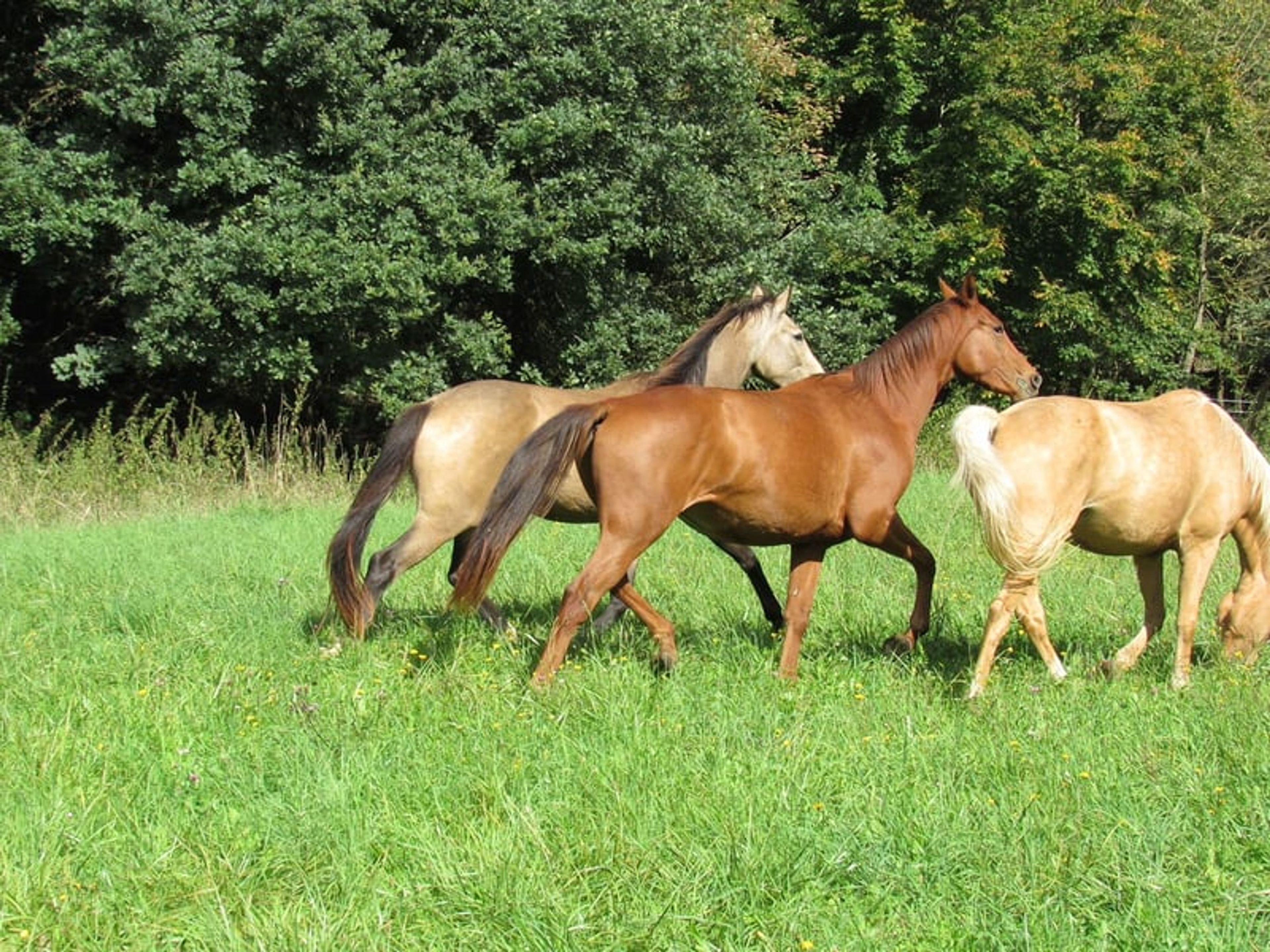 2-year-old mare by Most Wanted Nero - Image 7