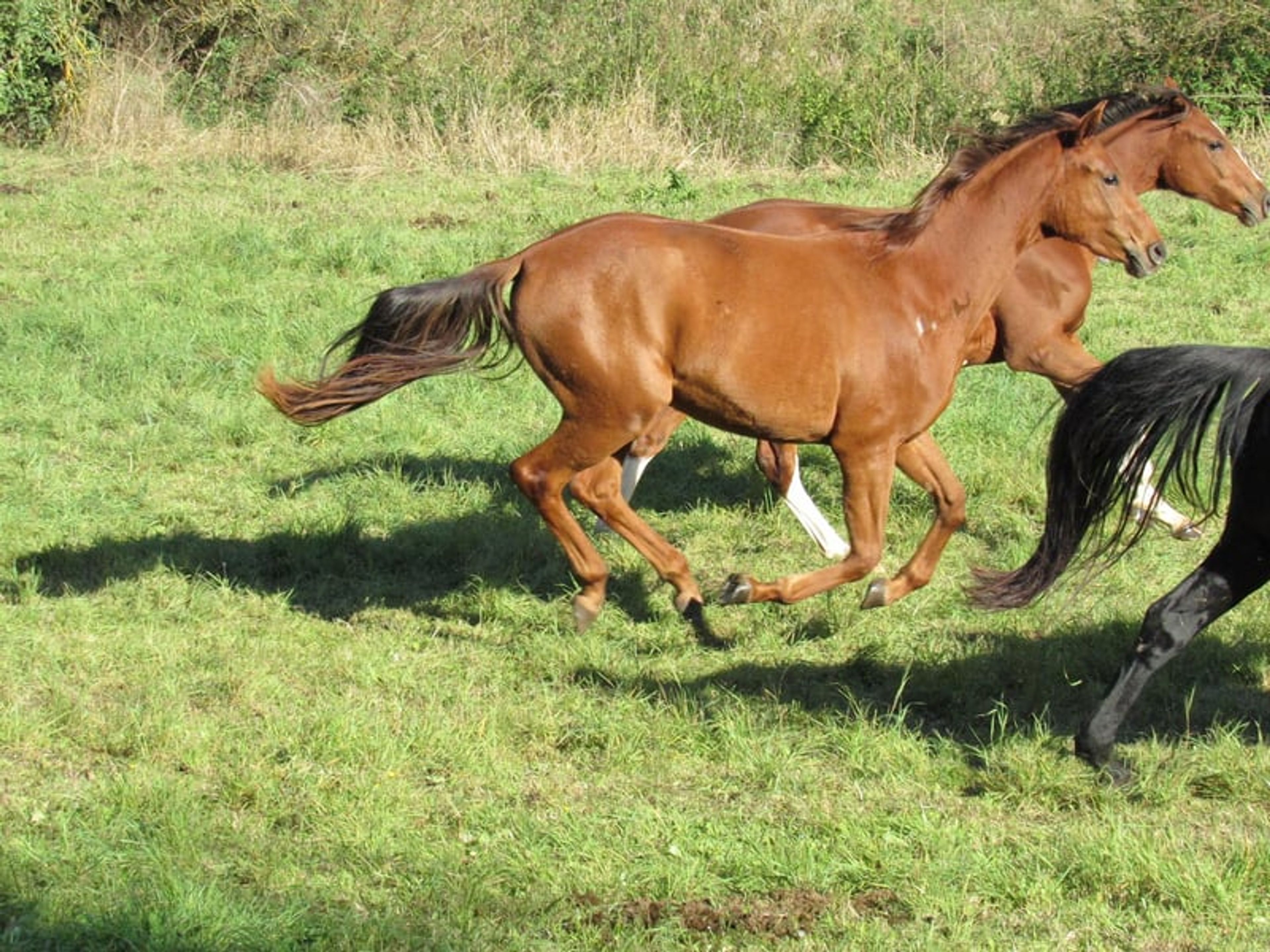 2-year-old mare by Most Wanted Nero - Image 8