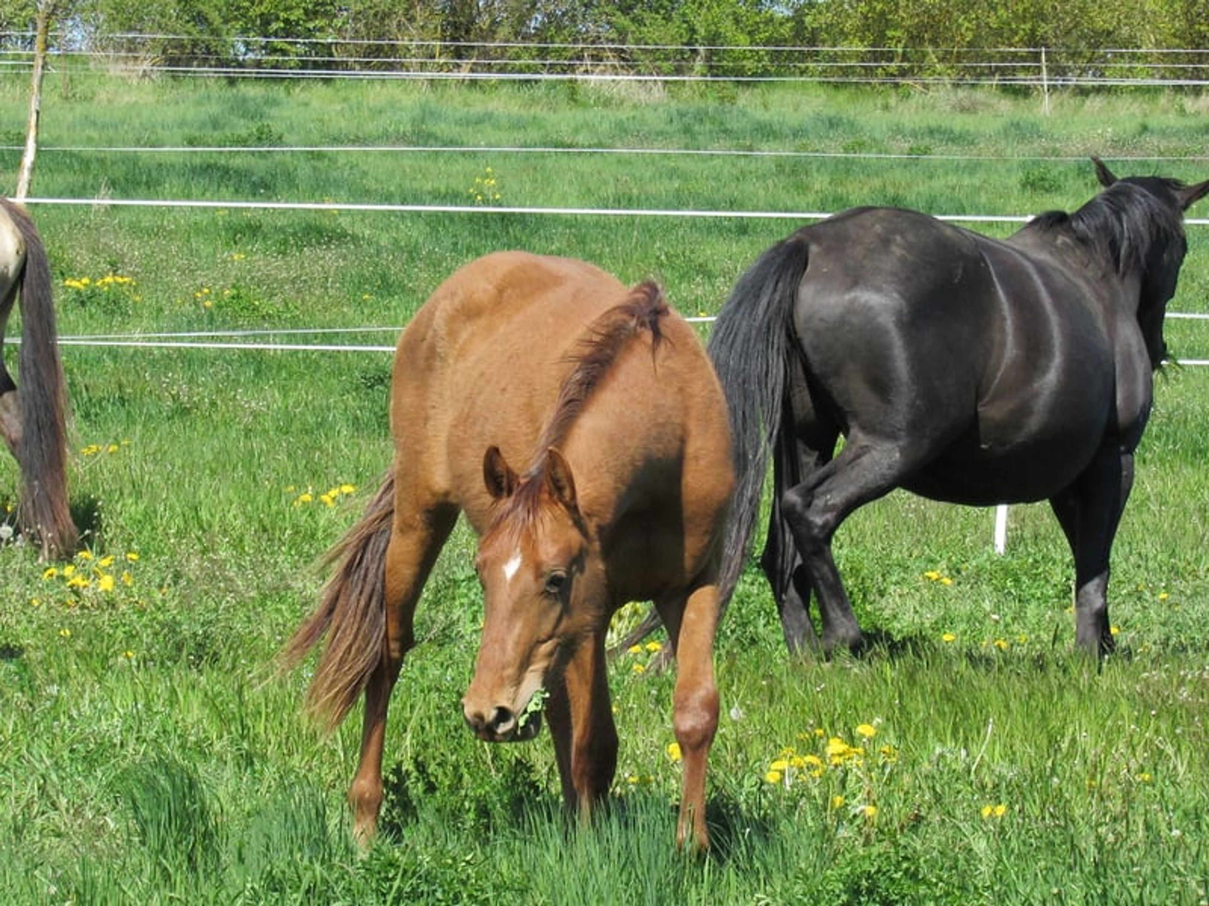 2-year-old mare by Most Wanted Nero - Image 9