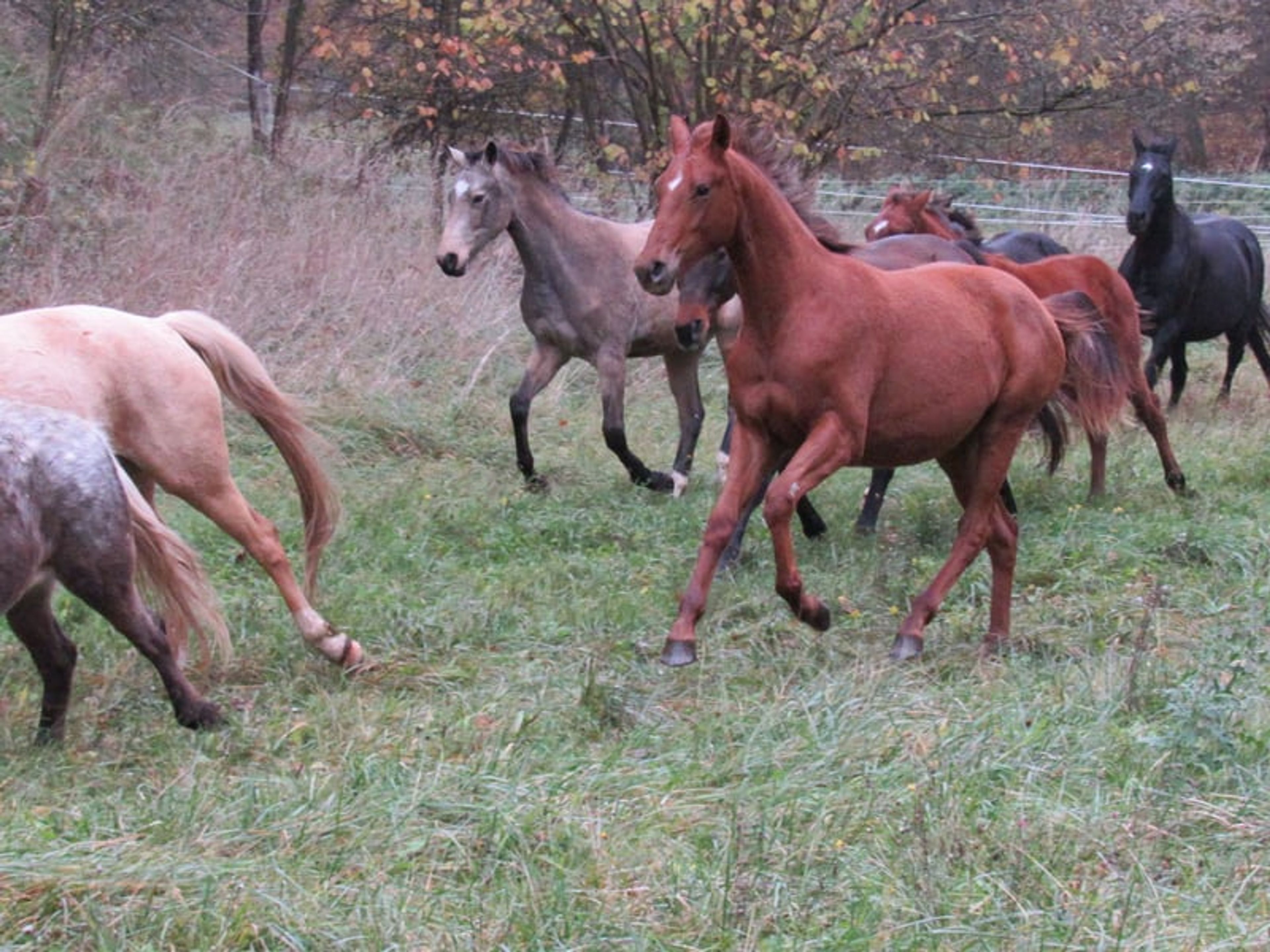 2-year-old mare by Most Wanted Nero - Image 10