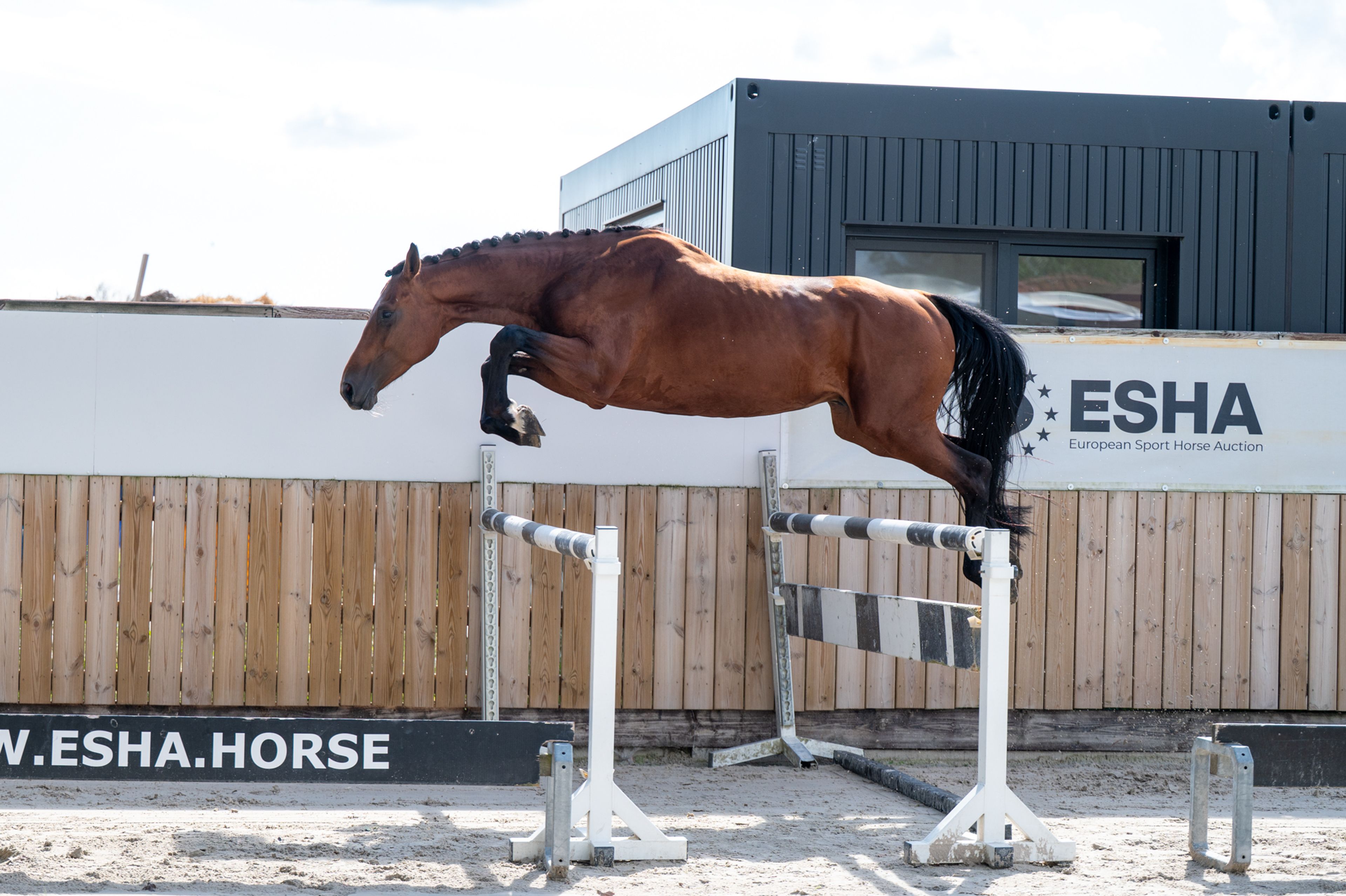 Caman MJ ☆ (CASSALO VD GRASHOEVE x BY CERA D'ICK) - Image 2