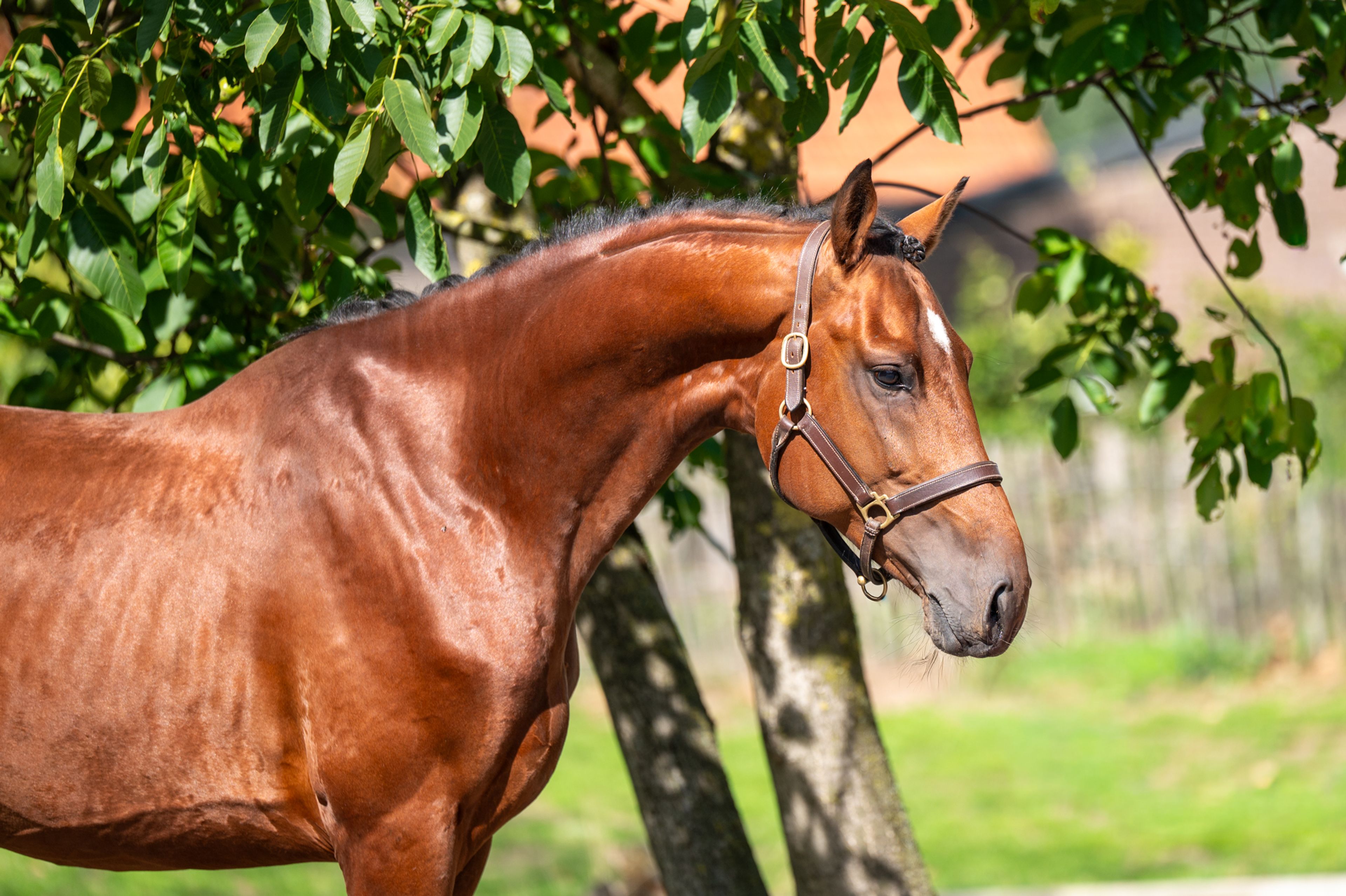 Caman MJ ☆ (CASSALO VD GRASHOEVE x BY CERA D'ICK) - Image 4