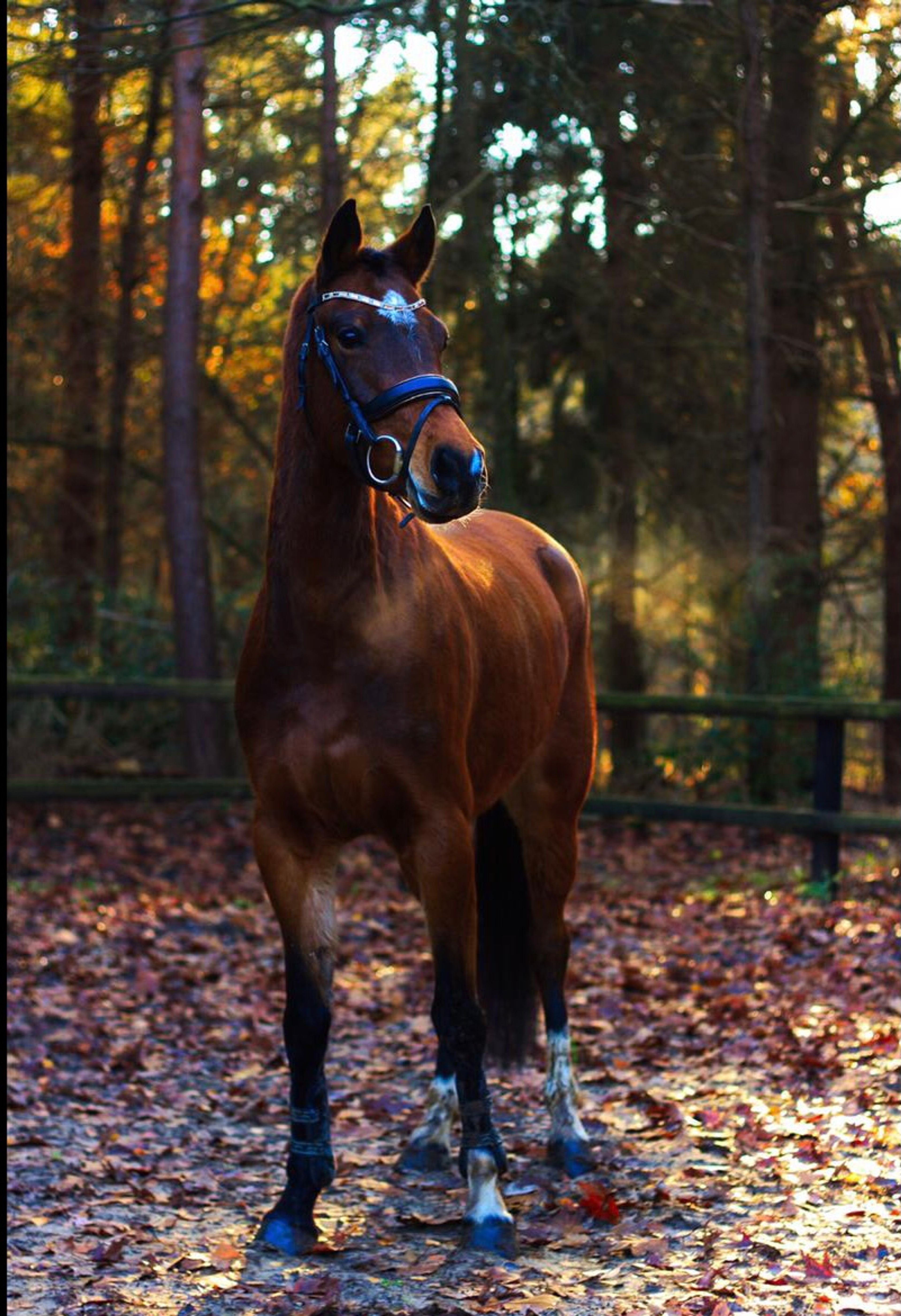 Meedenblik Gwen - Image 1