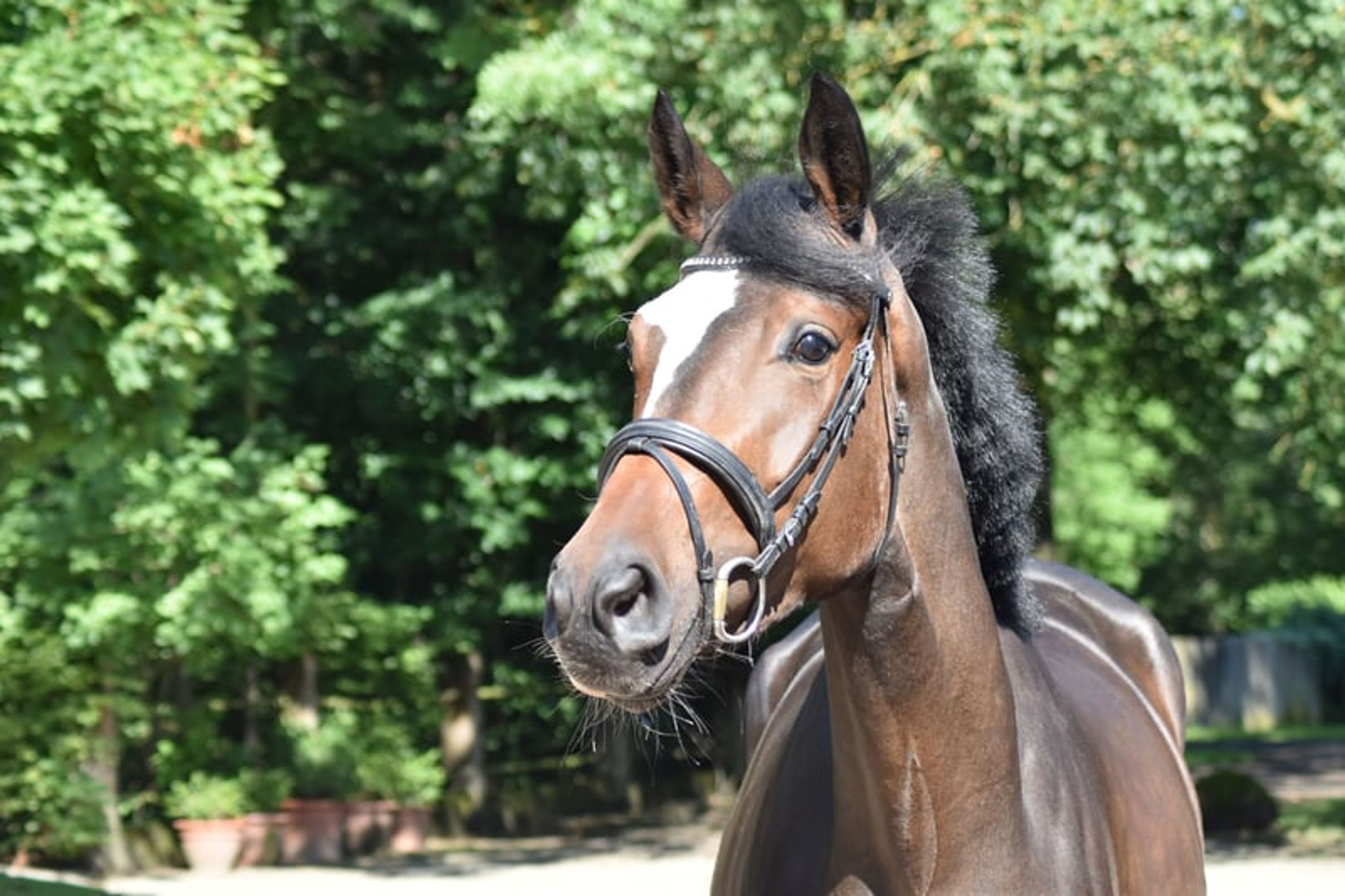Charming 3-year-old mare