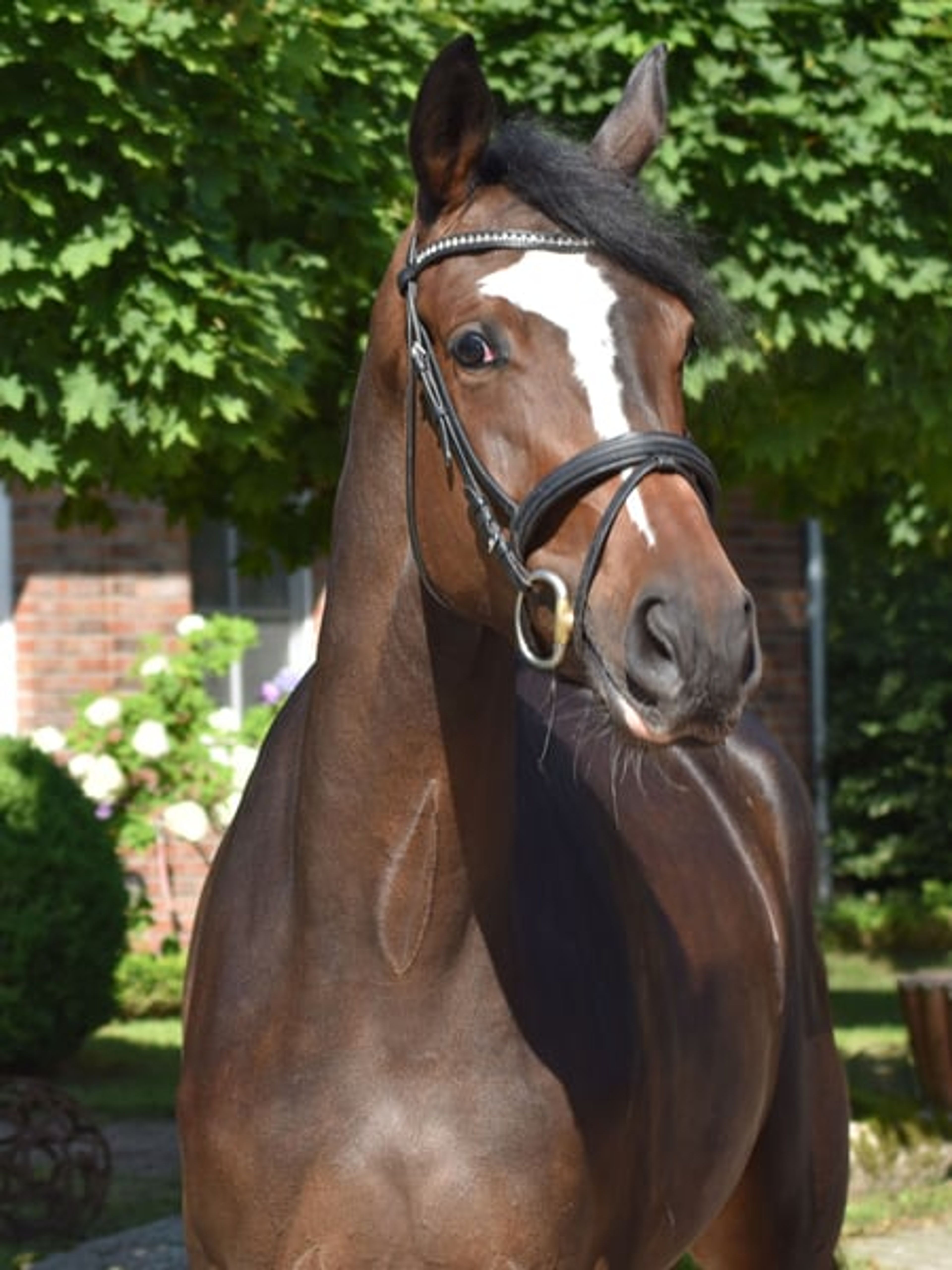 Charming 3-year-old mare - Image 2