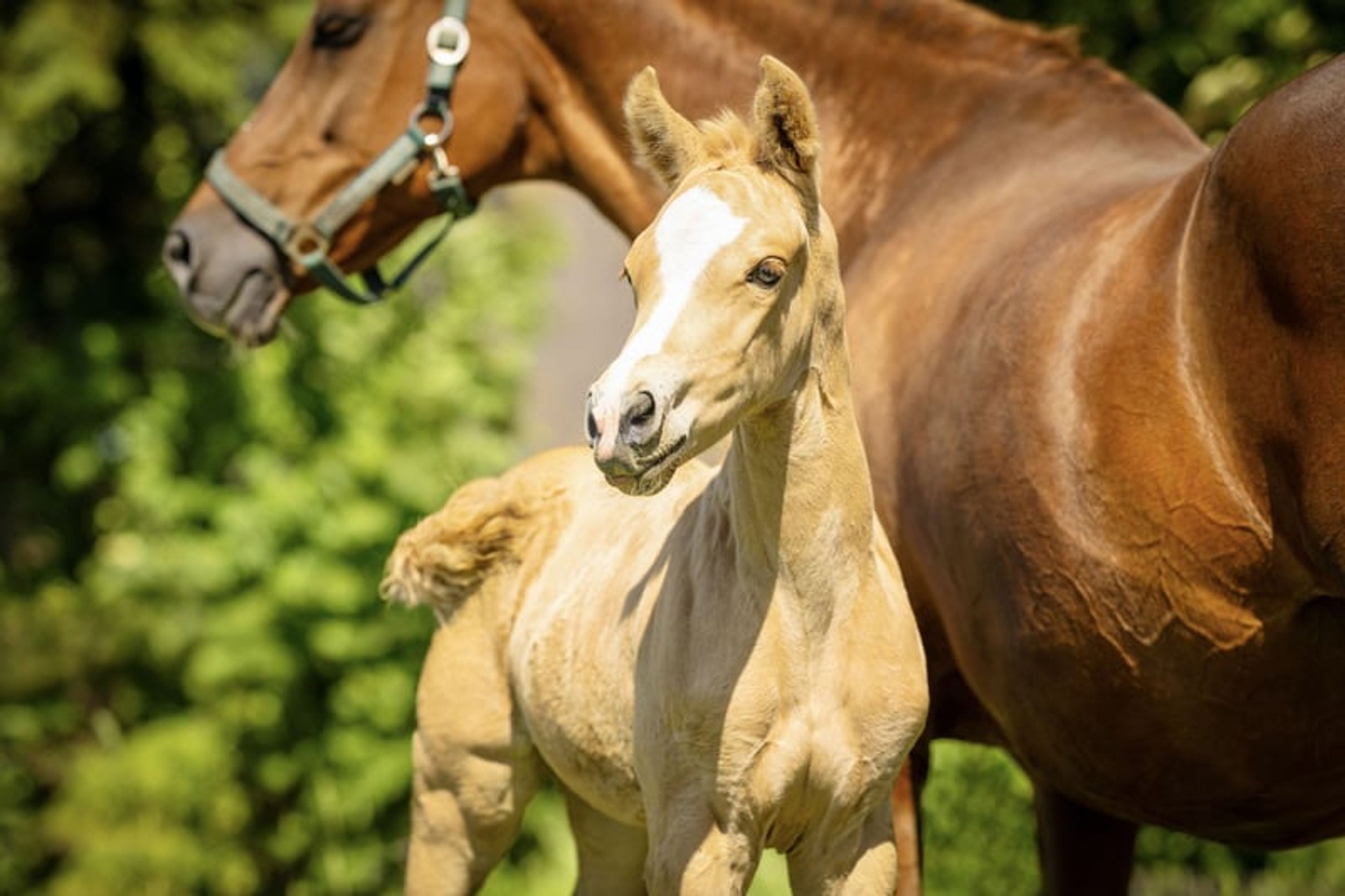 Unique Palomino filly mare - Image 1