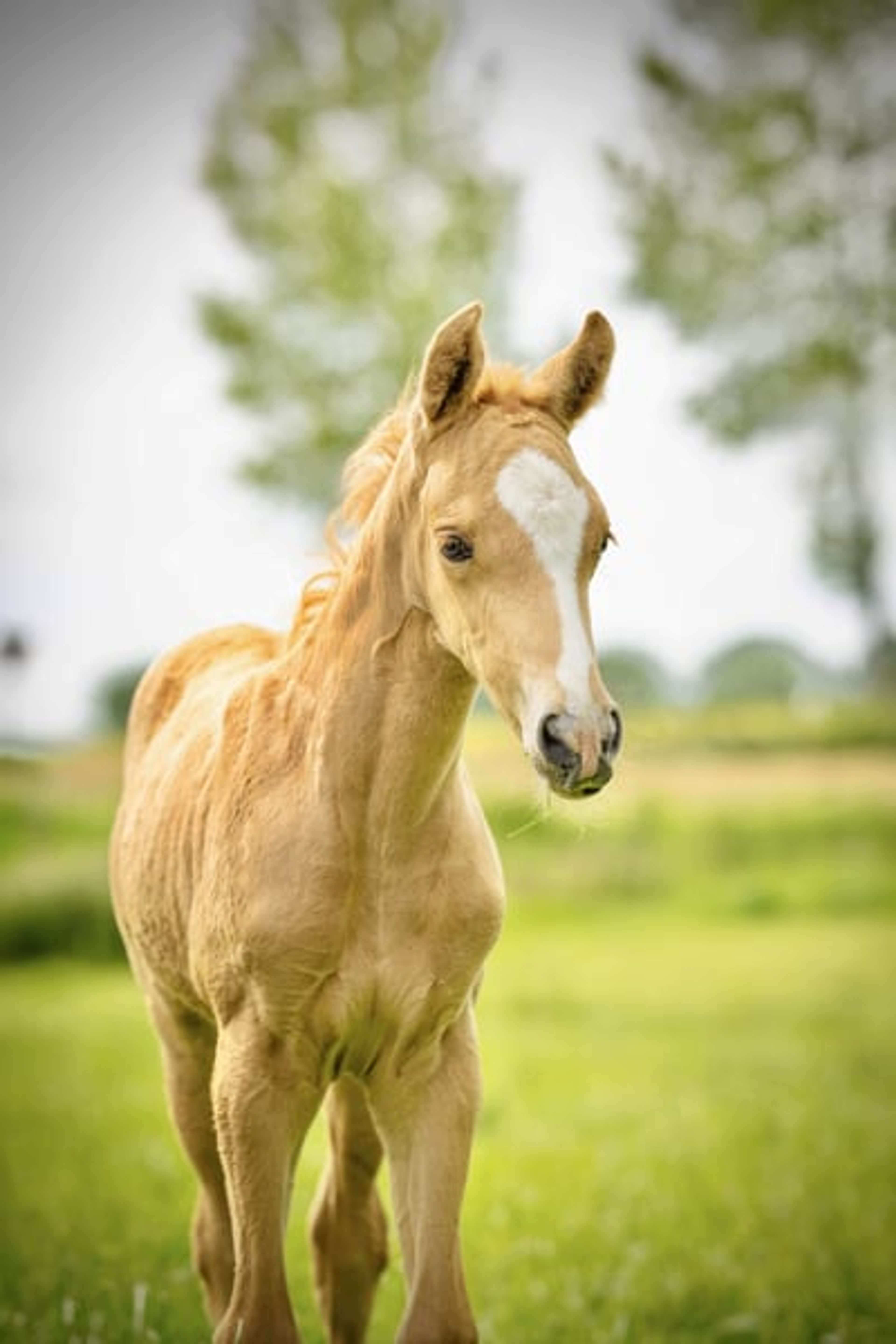 Unique Palomino filly mare - Image 2