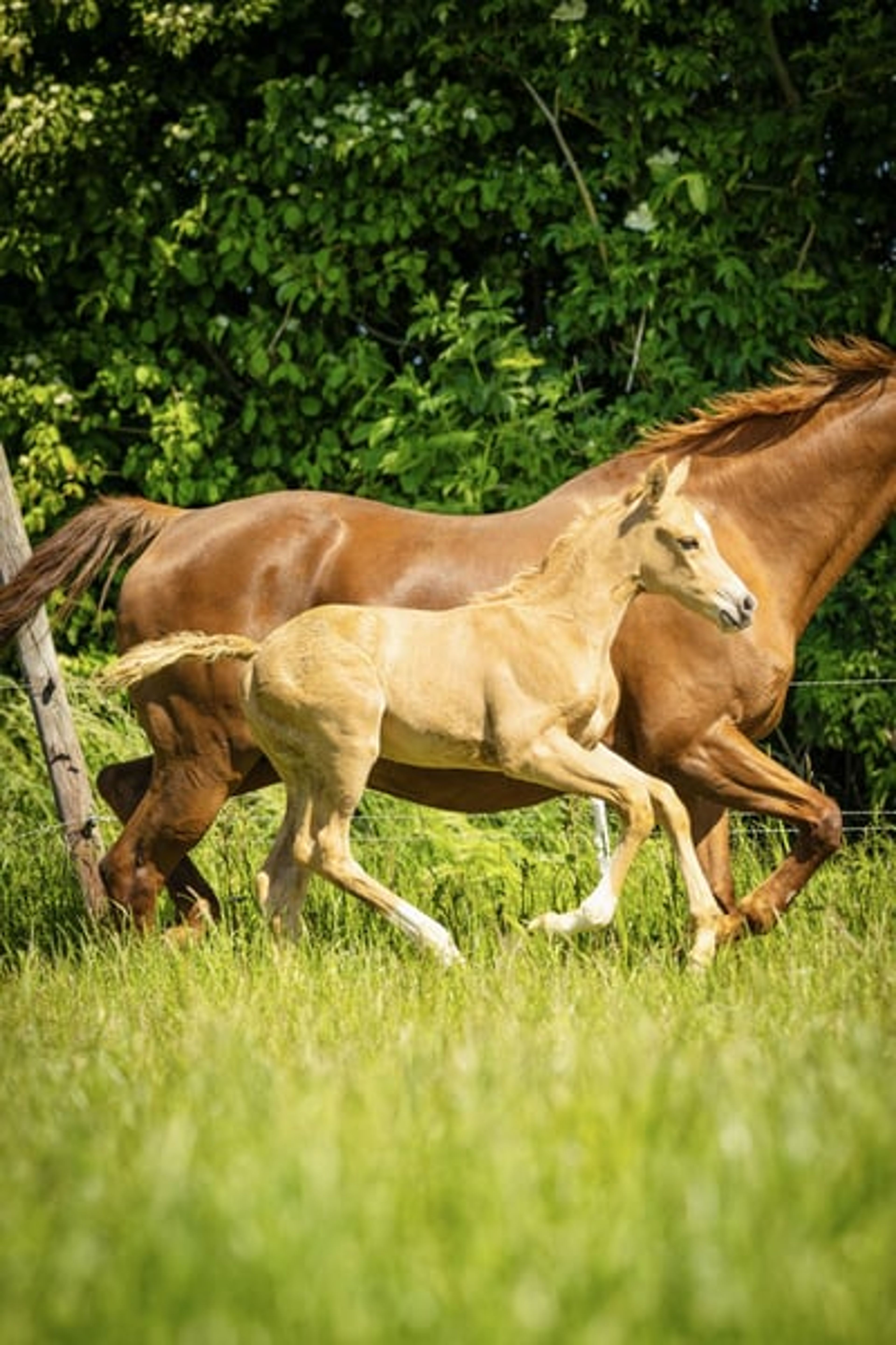 Unique Palomino filly mare - Image 3