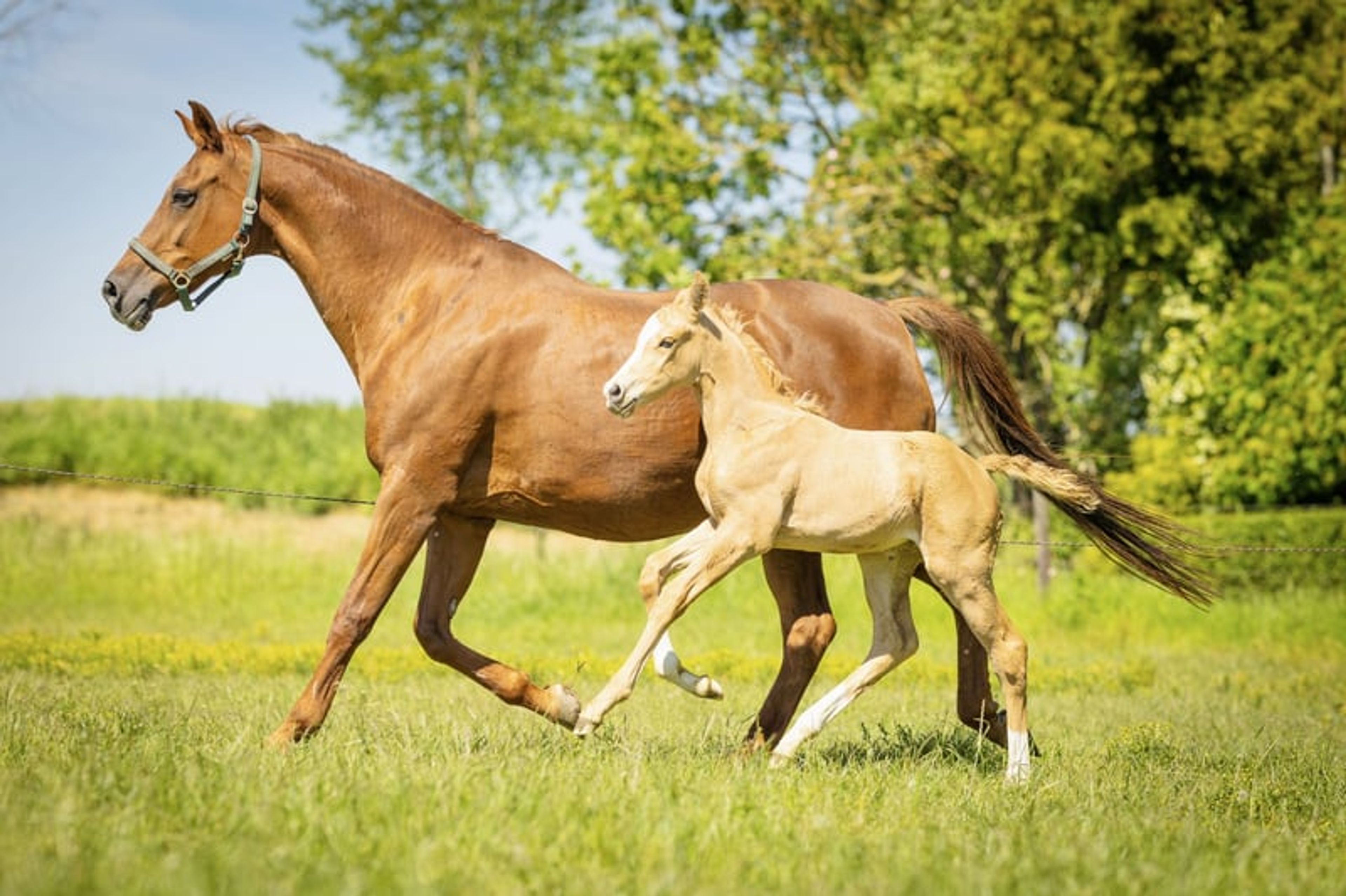 Unique Palomino filly mare - Image 4