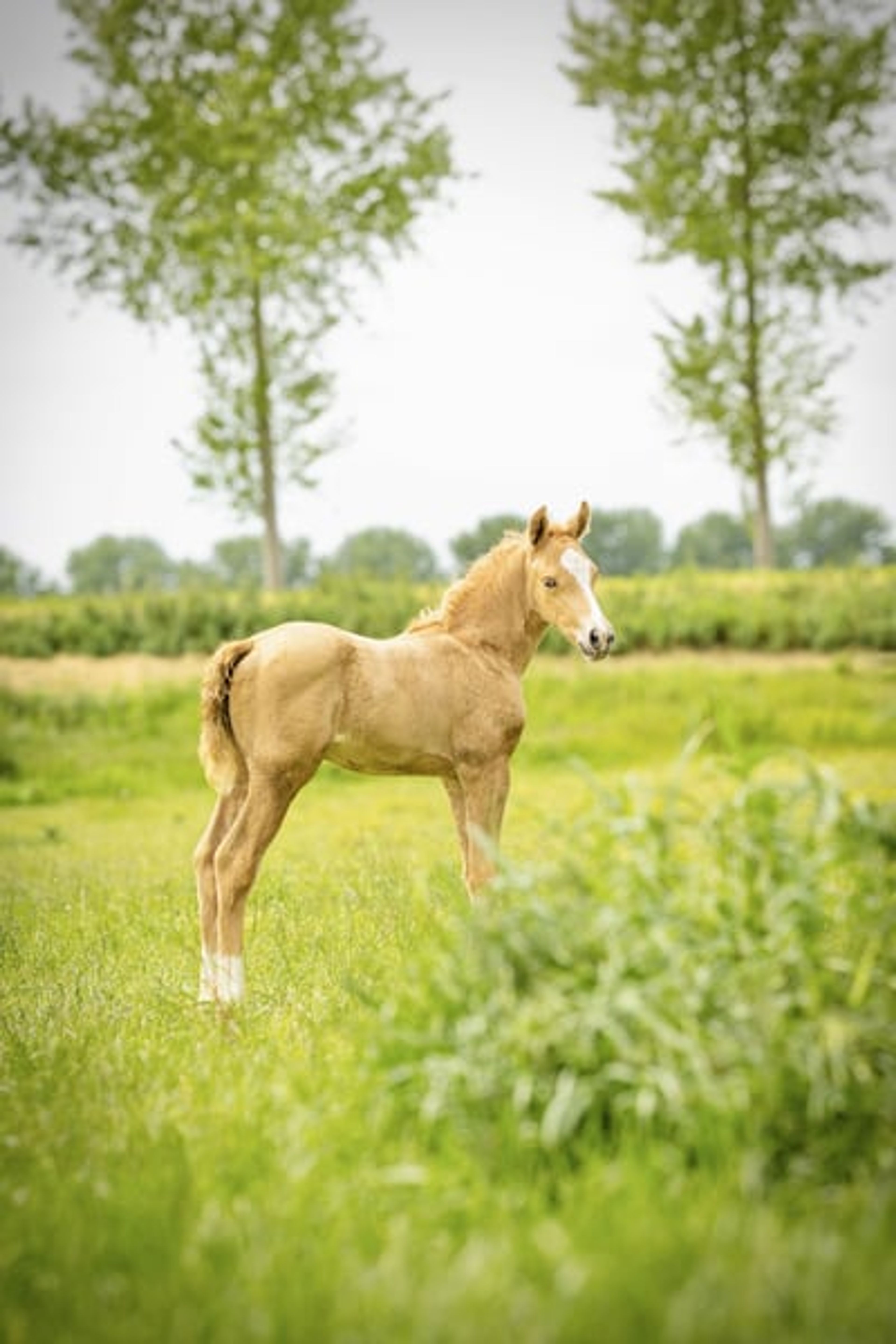 Unique Palomino filly mare - Image 5