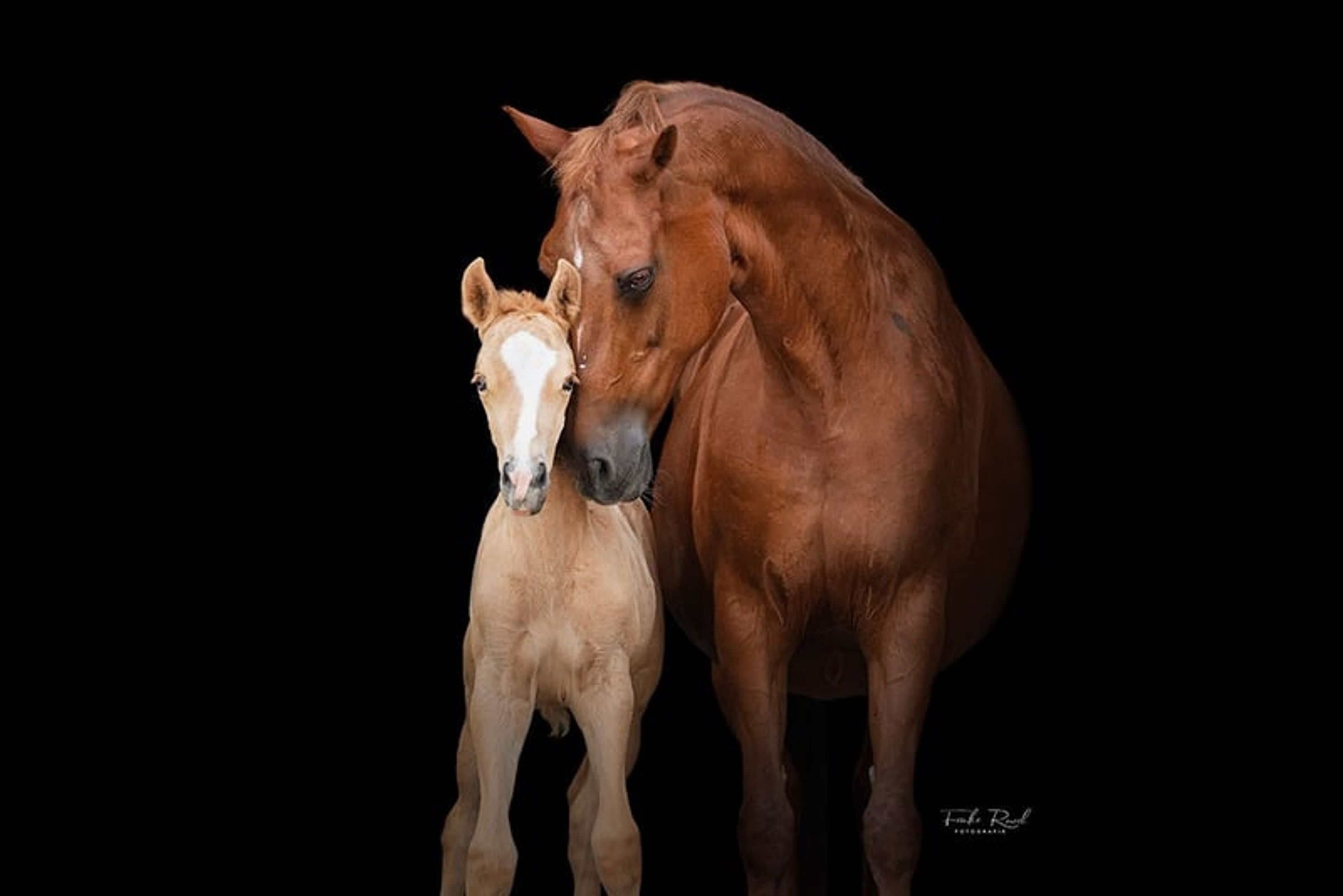 Unique Palomino filly mare - Image 6
