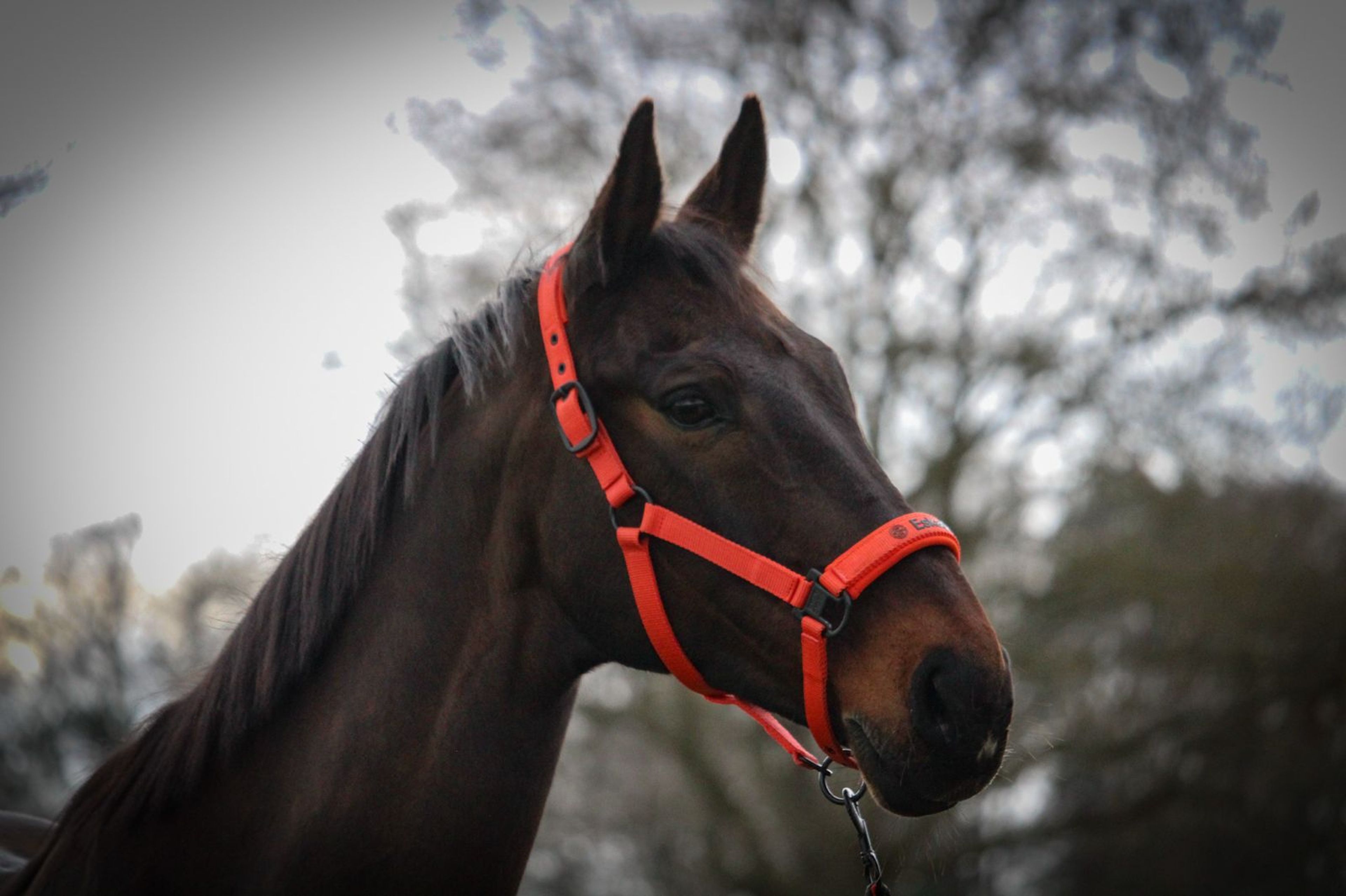 Elegance (Ella) - Image 1