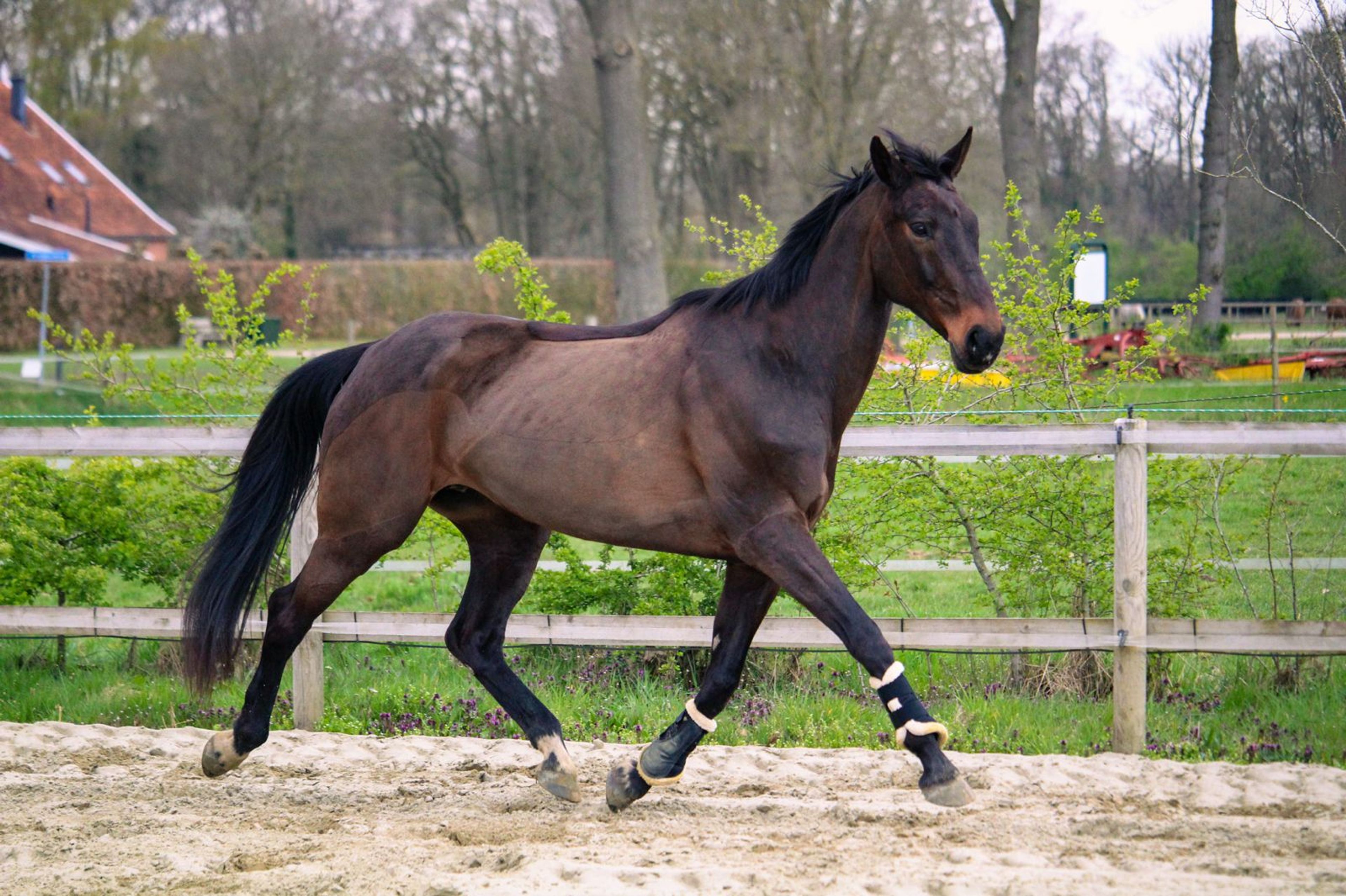 Elegance (Ella) - Image 2