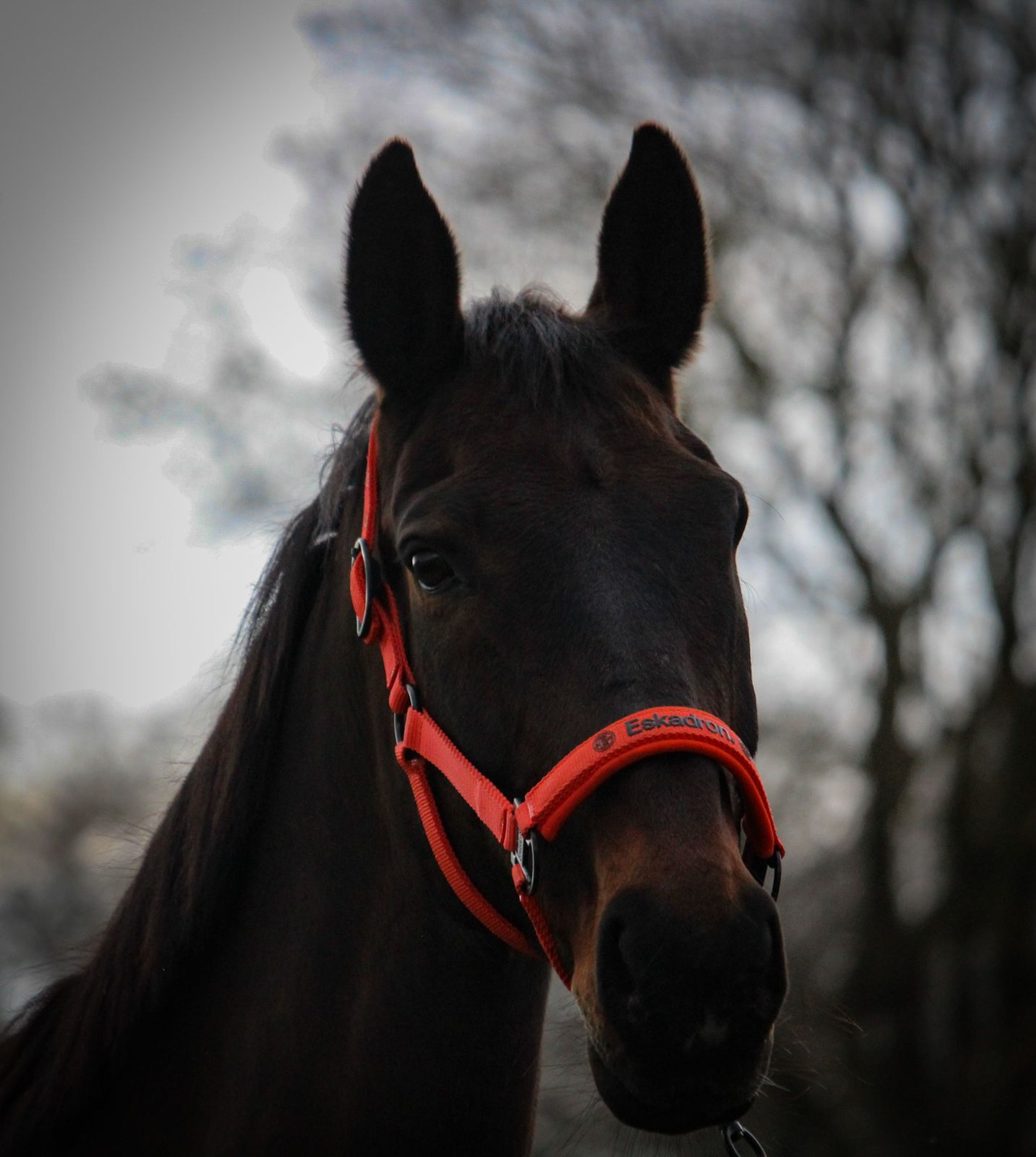 Elegance (Ella) - Image 3