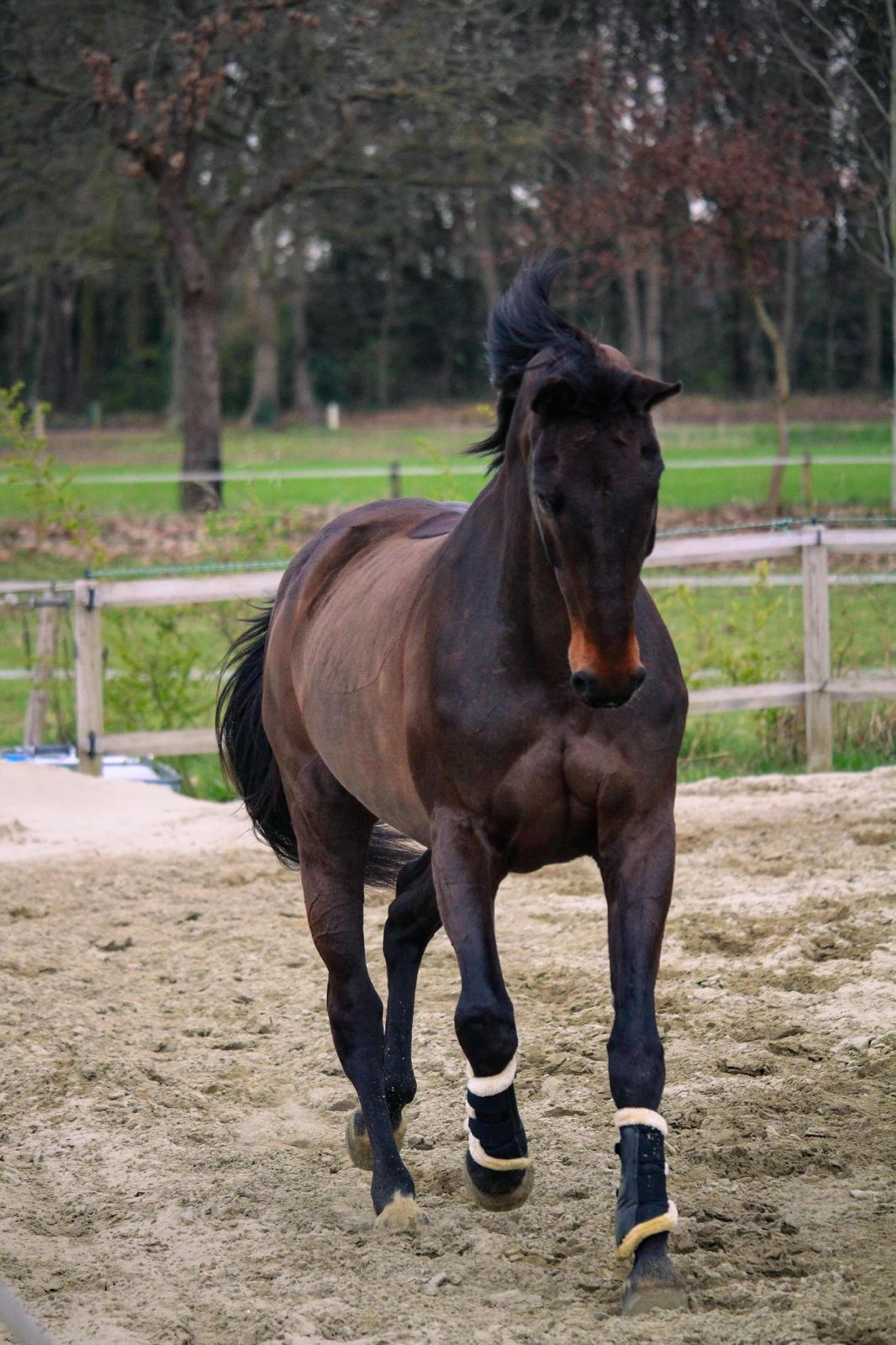 Elegance (Ella) - Image 4