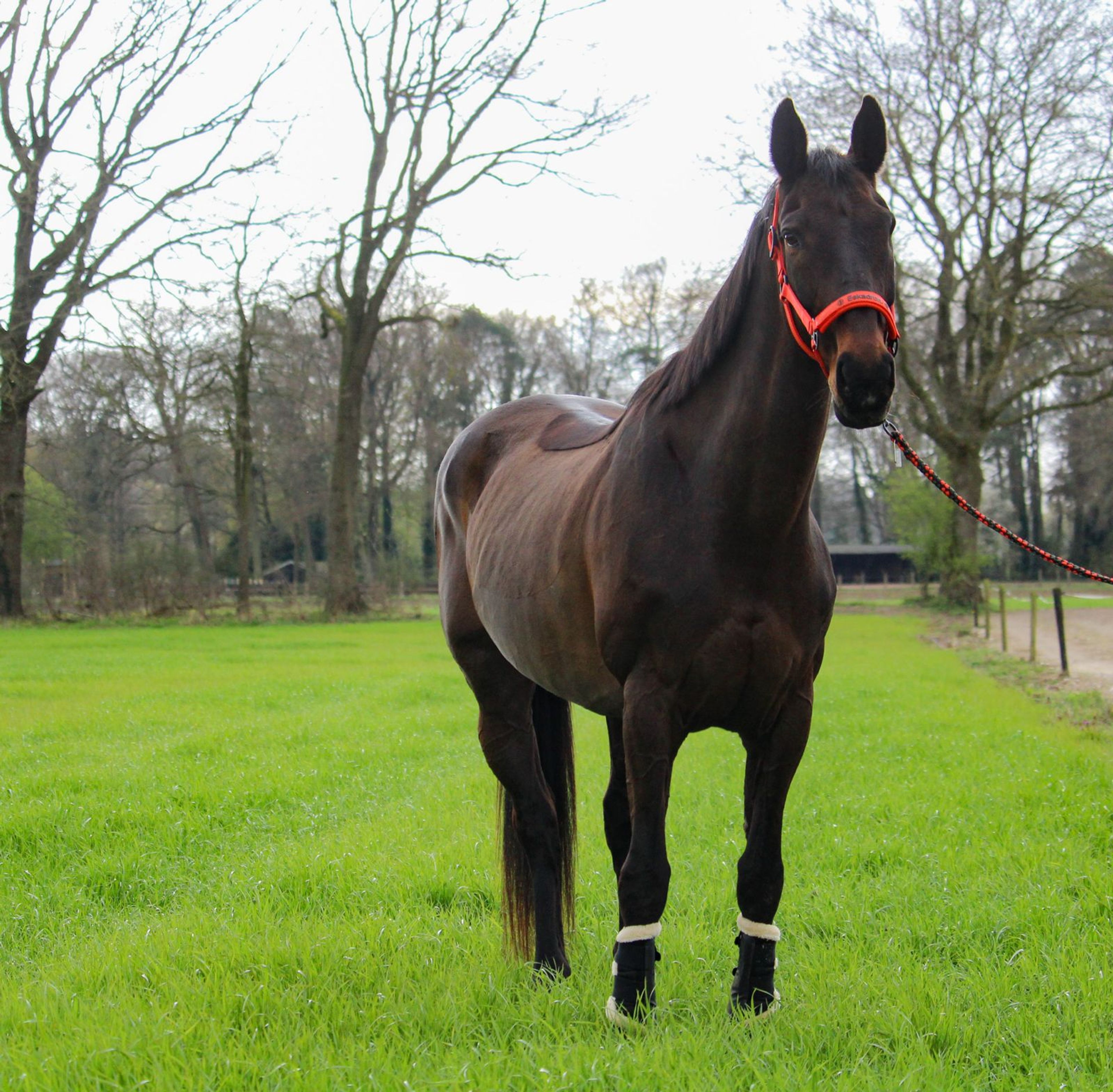 Elegance (Ella) - Image 5