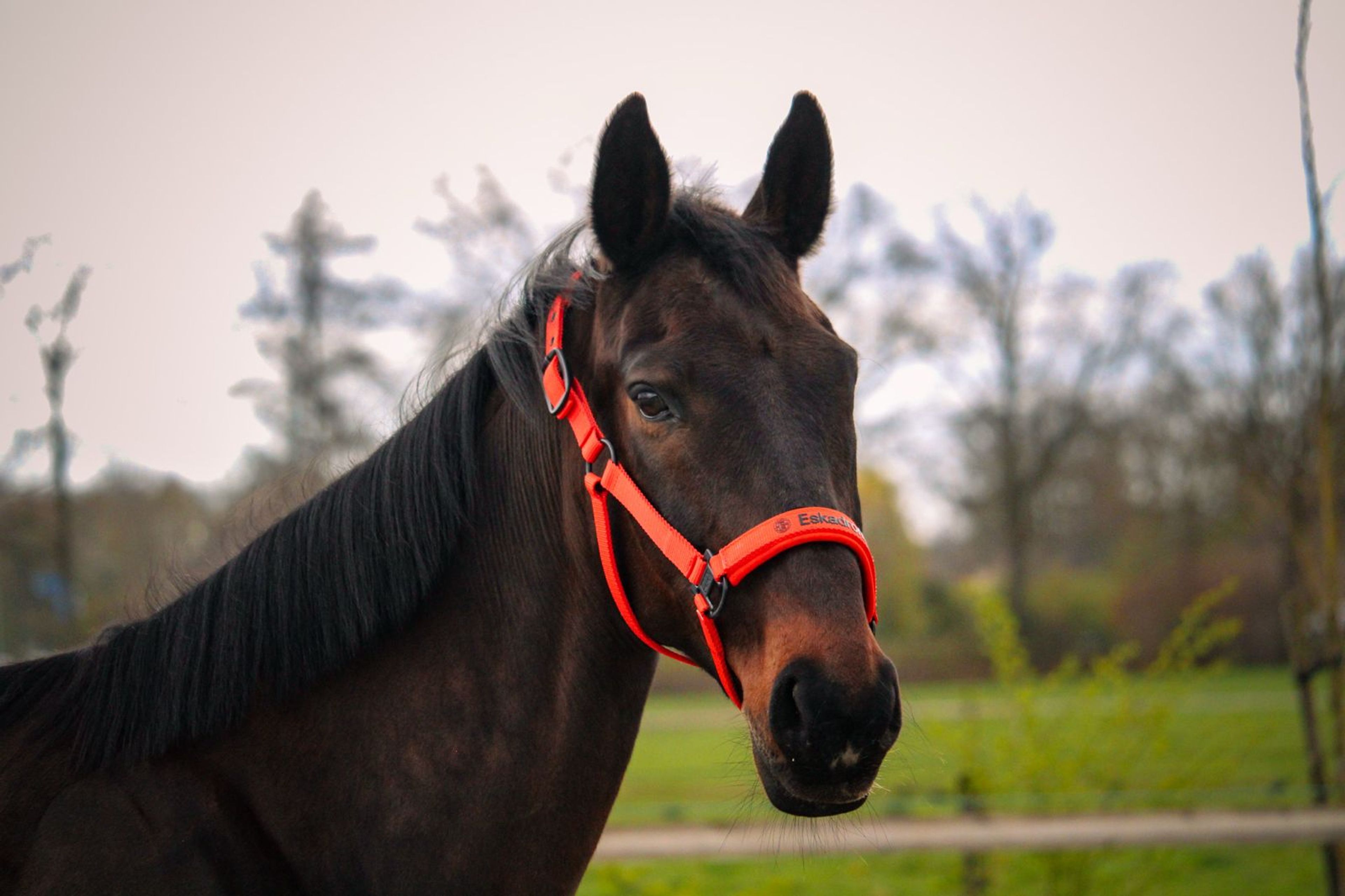 Elegance (Ella) - Image 6