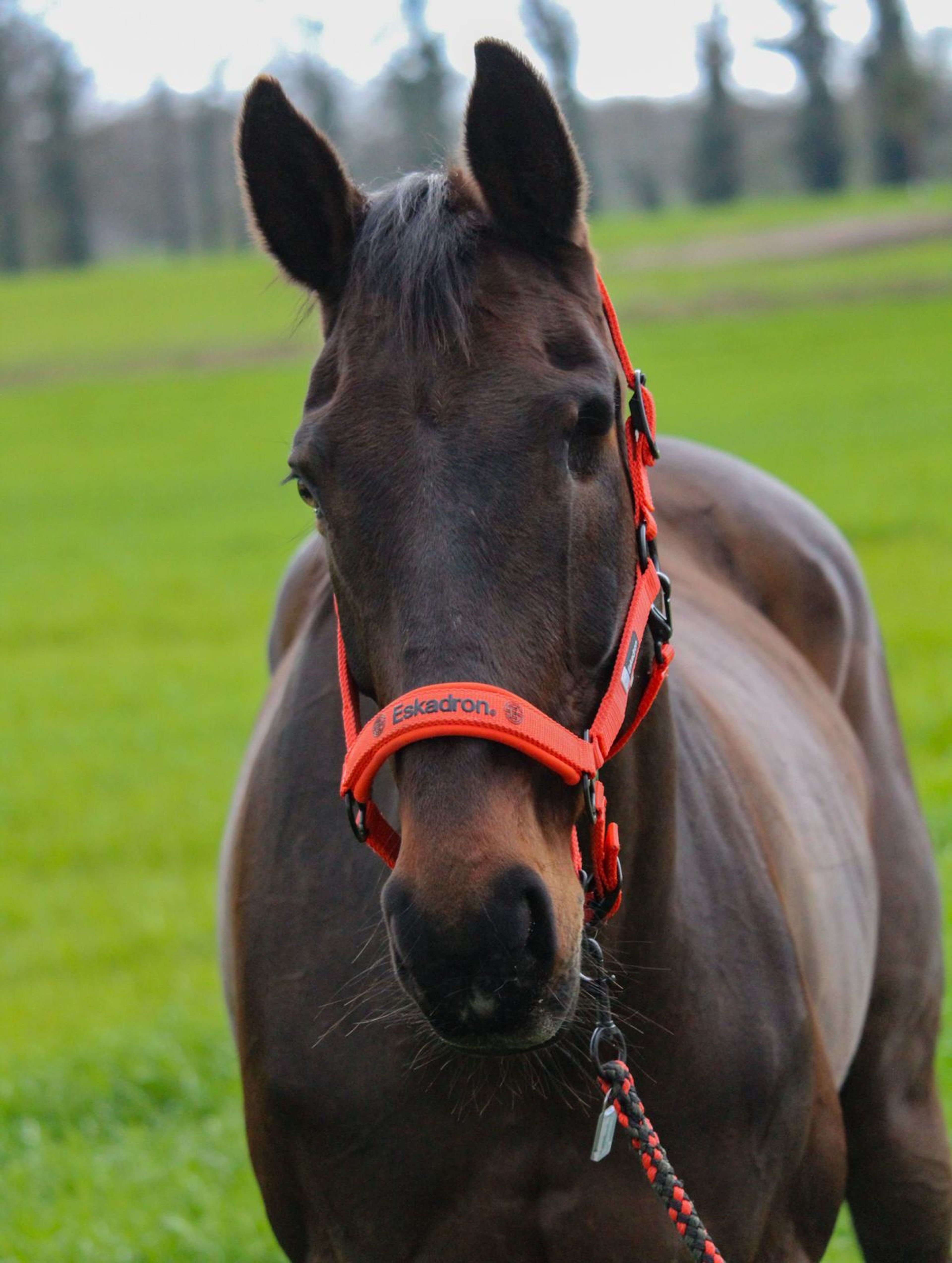 Elegance (Ella) - Image 7