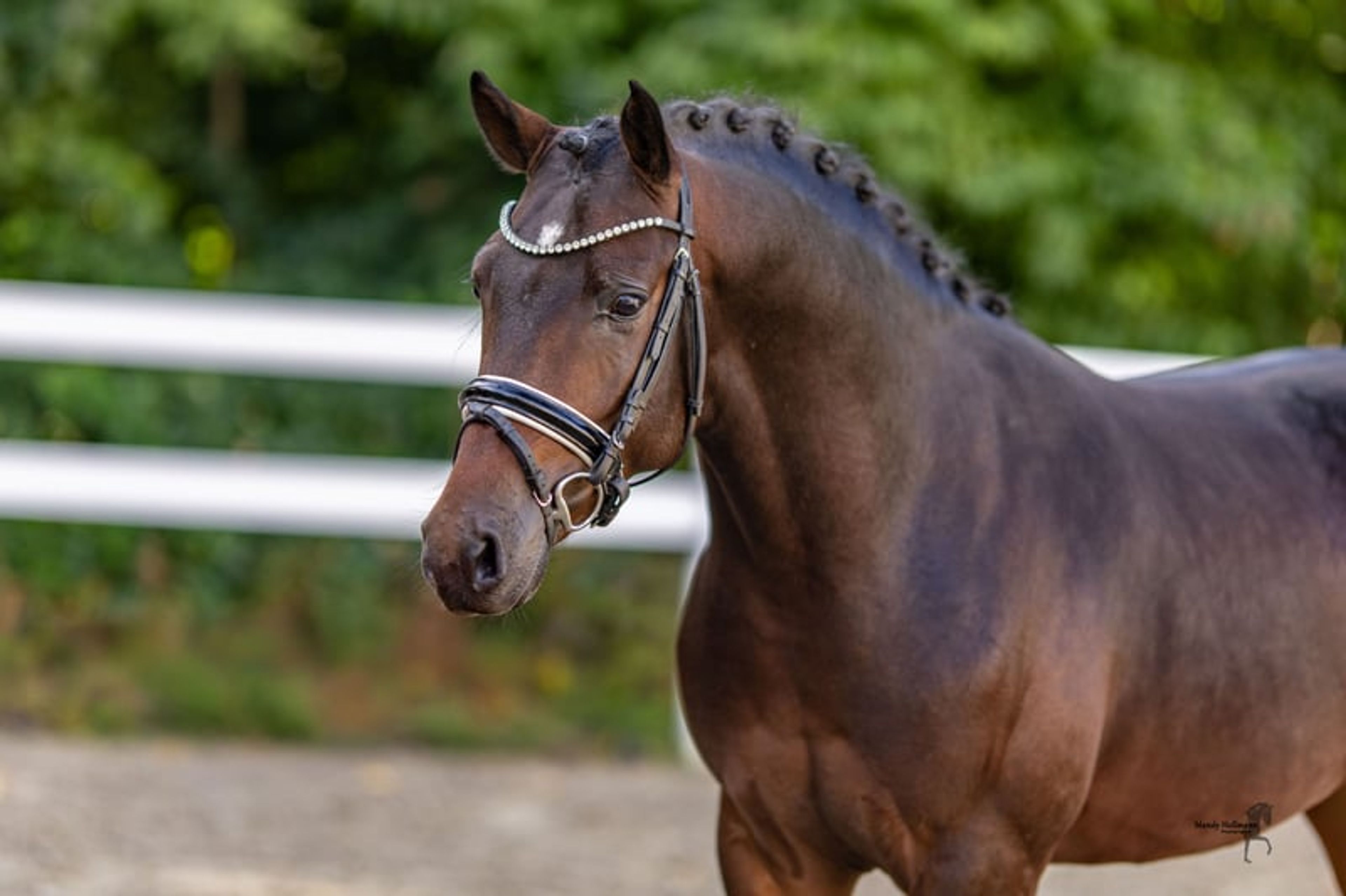 Young stallion by Neverland WE