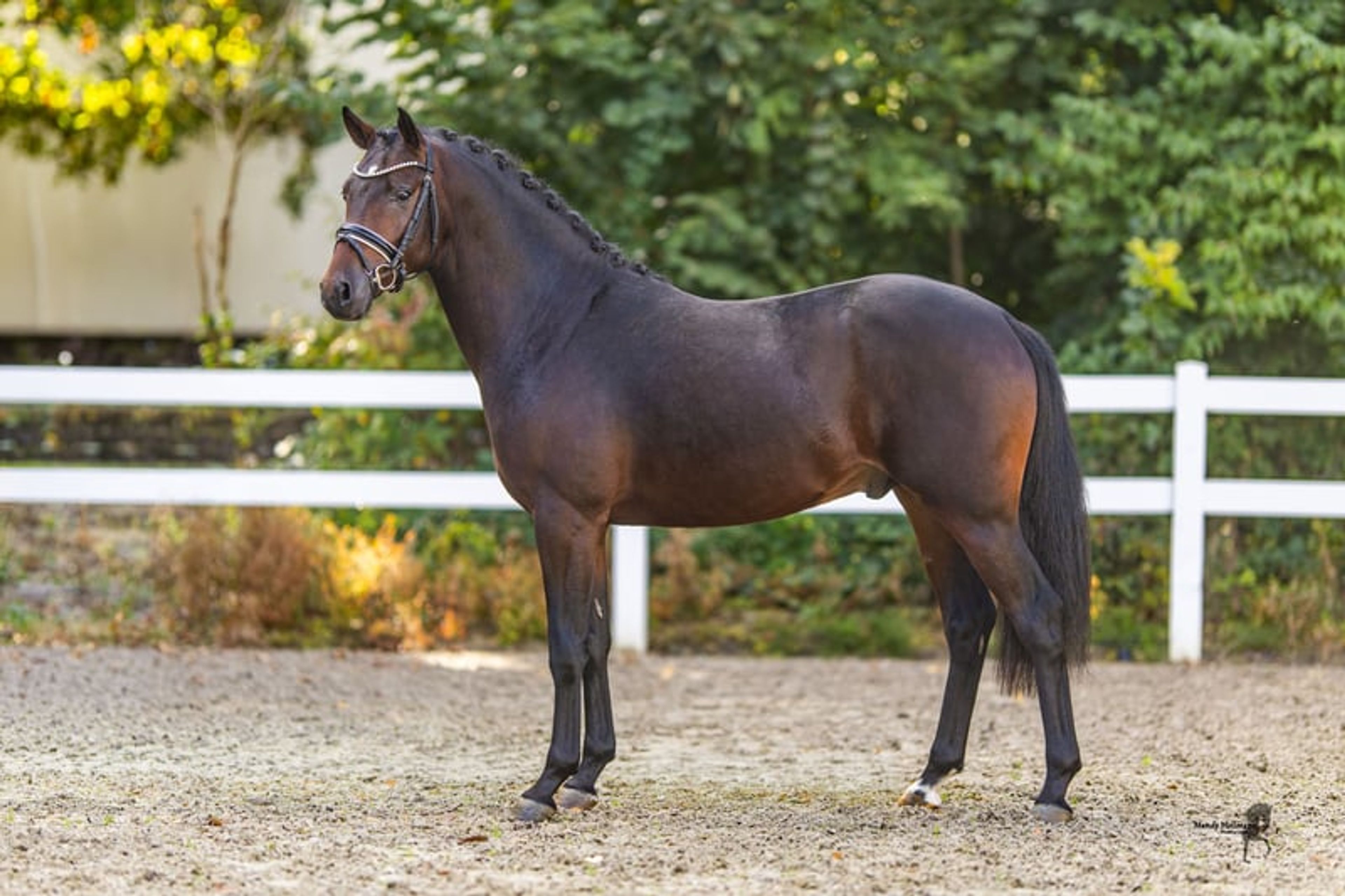 Young stallion by Neverland WE - Image 2