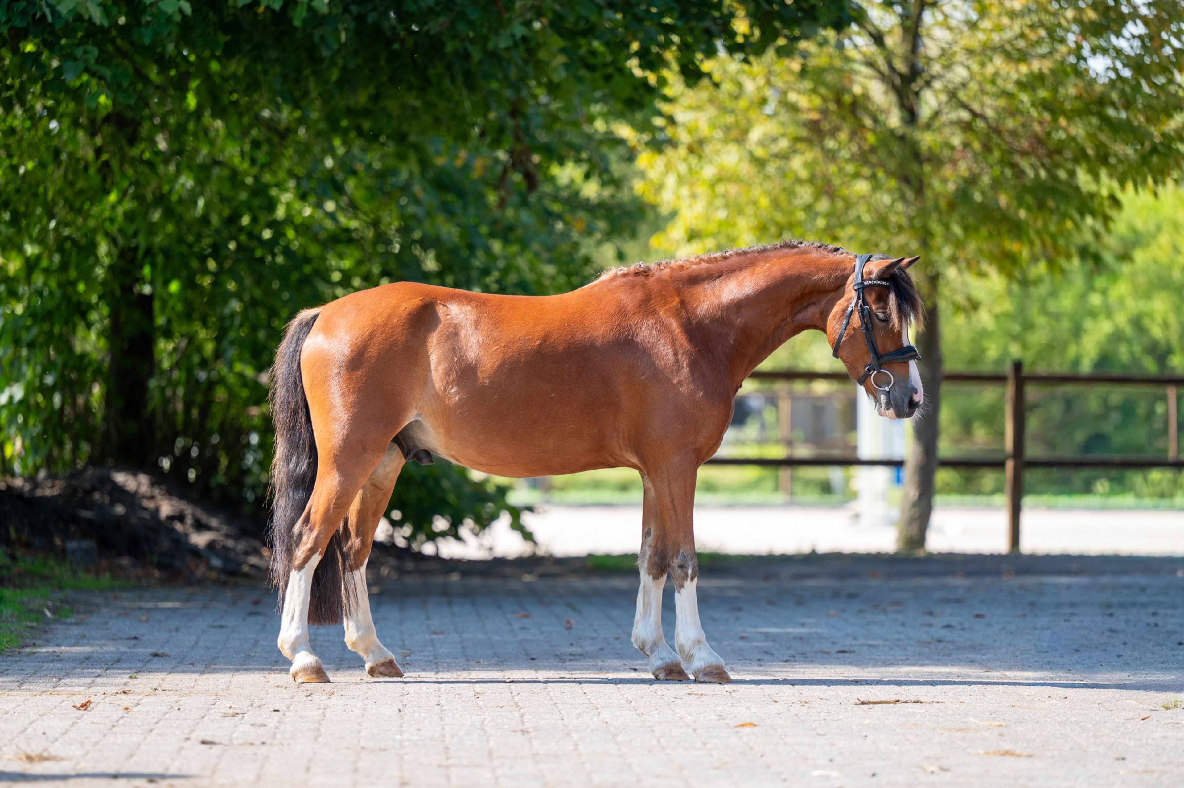 Nazari (- x -) - Image 3