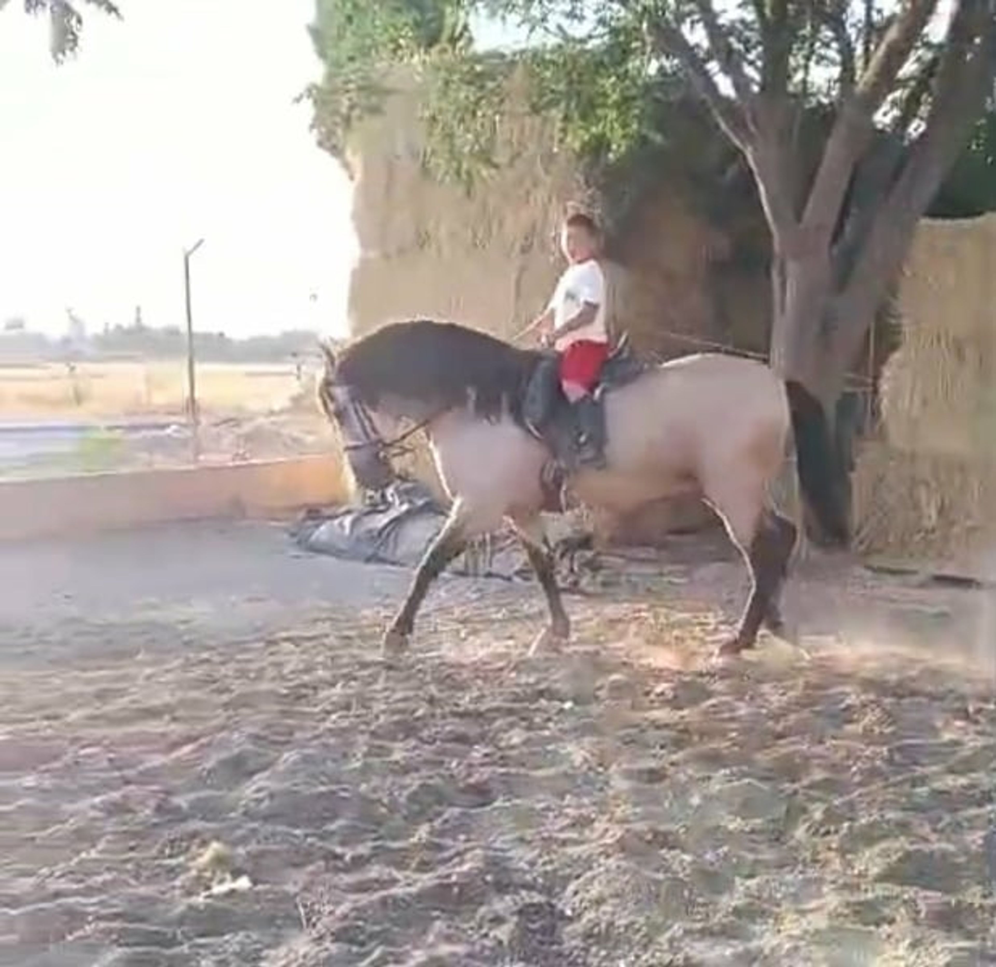 Purebred Spanish Horse, buckskin, suitable for children and the whole family