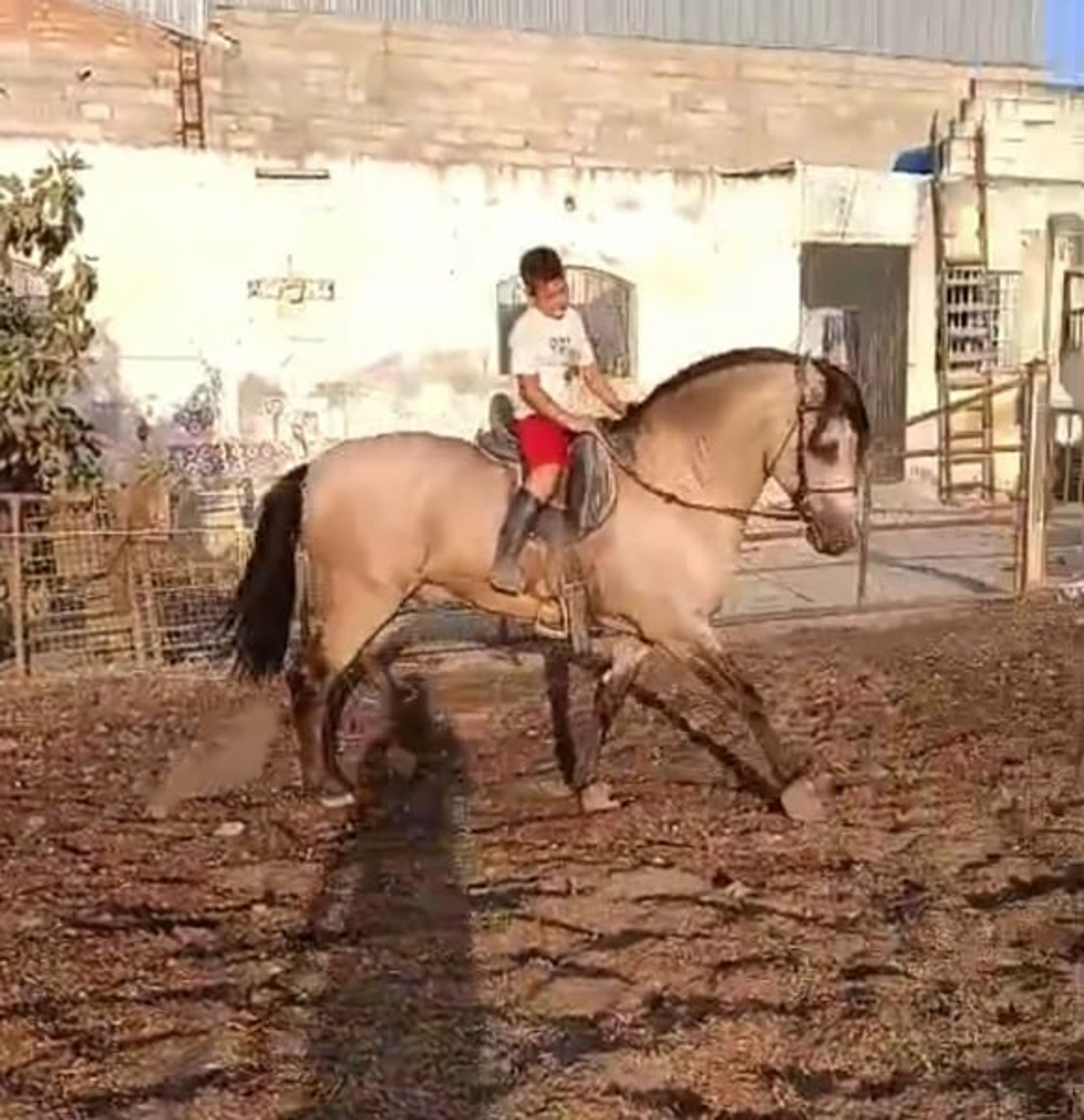 Purebred Spanish Horse, buckskin, suitable for children and the whole family - Image 2