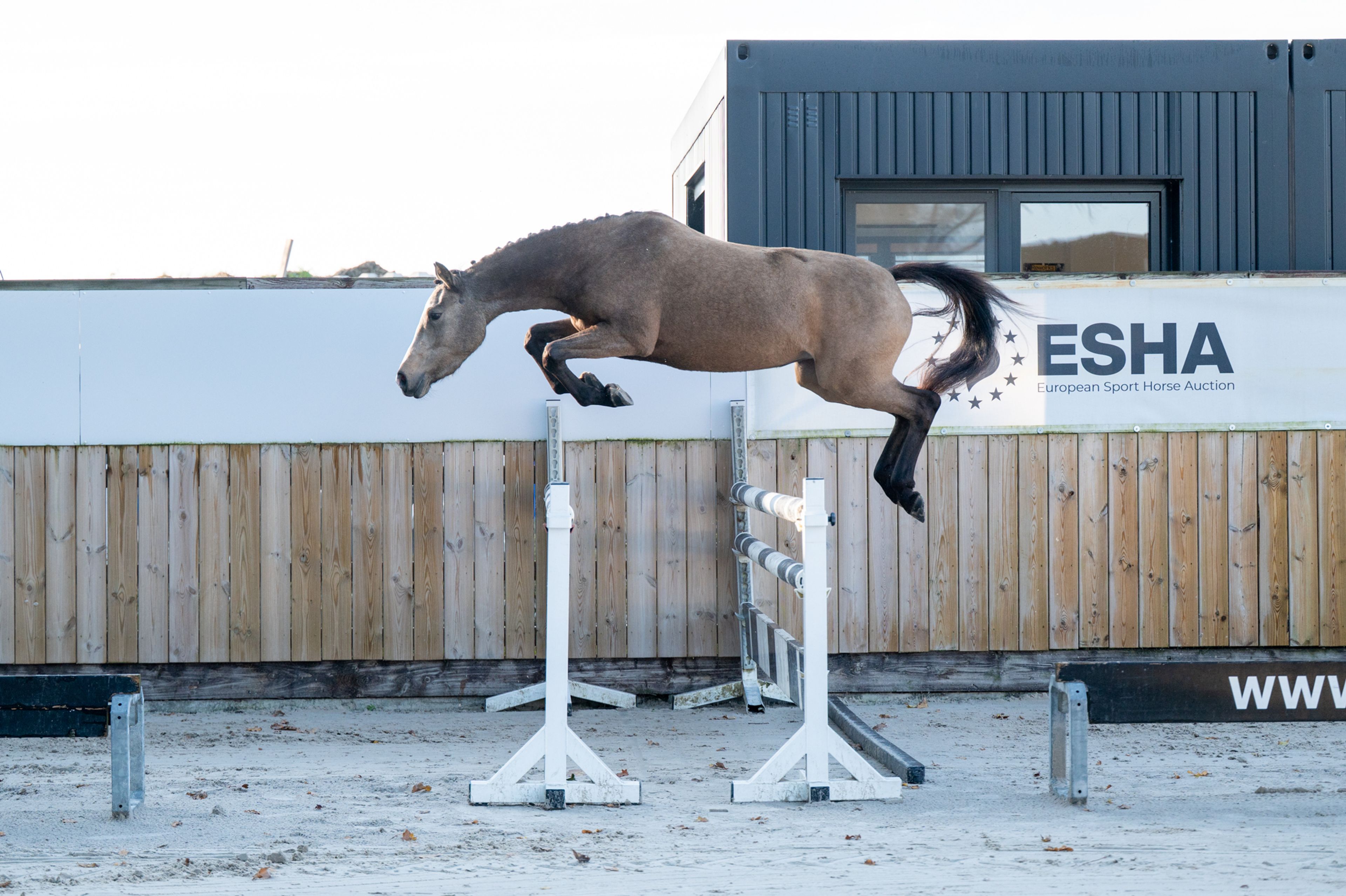 Enjoy My Presence (GULIKHOEVE'S PRINCE x TOUT BEAU DE LA CURE) - Image 1