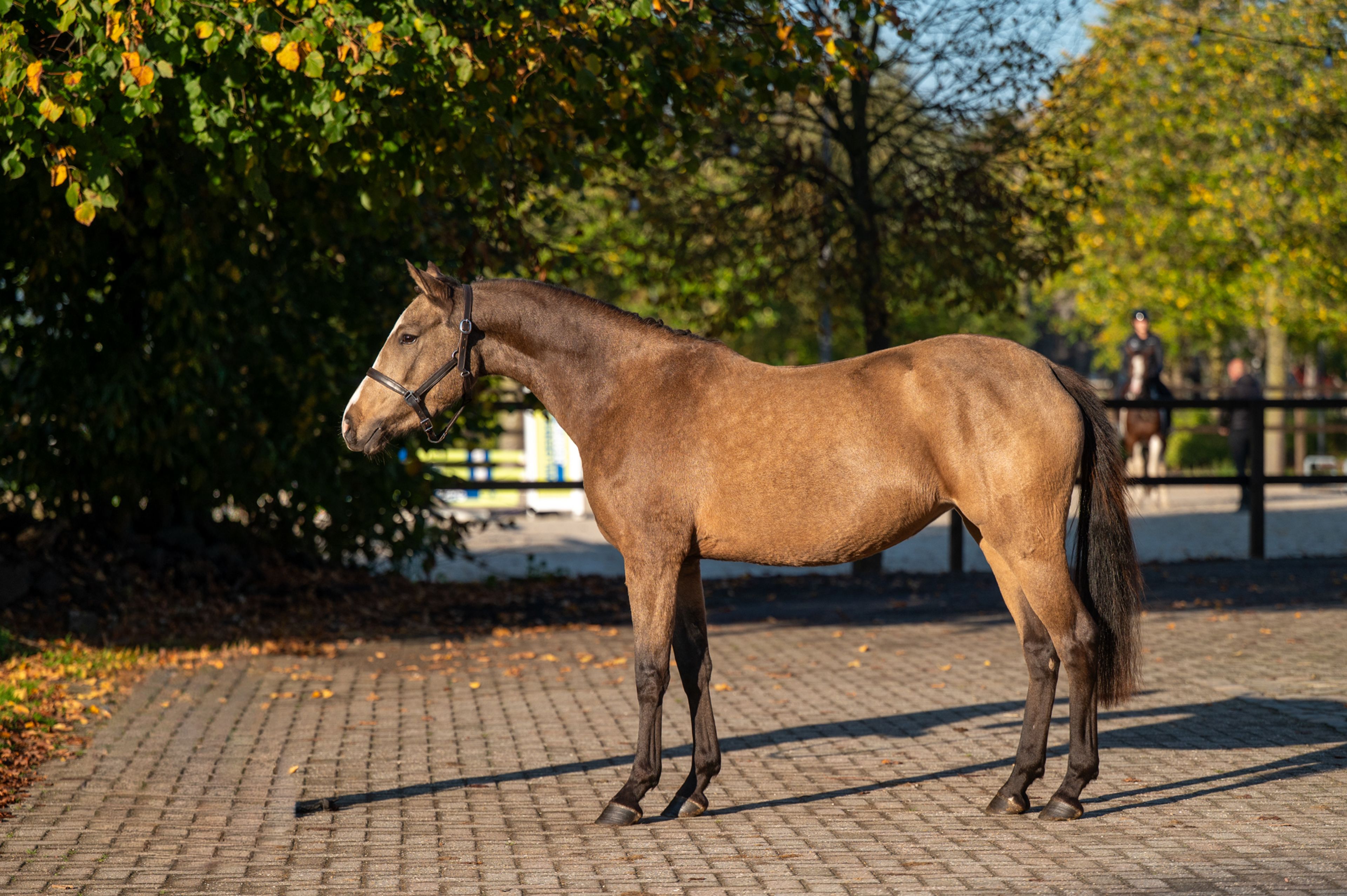 Enjoy My Presence (GULIKHOEVE'S PRINCE x TOUT BEAU DE LA CURE) - Image 2