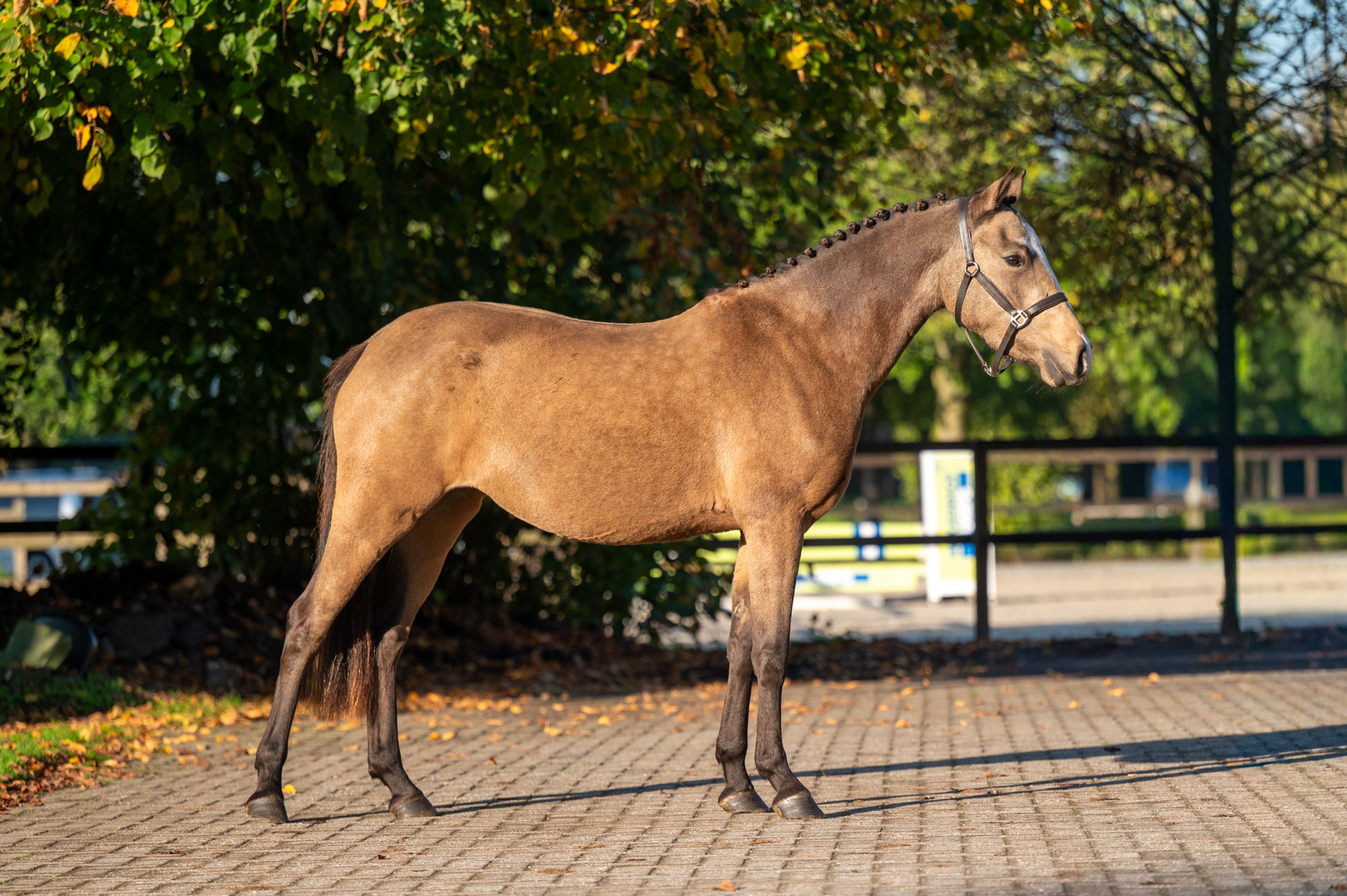 Enjoy My Presence (GULIKHOEVE'S PRINCE x TOUT BEAU DE LA CURE) - Image 3