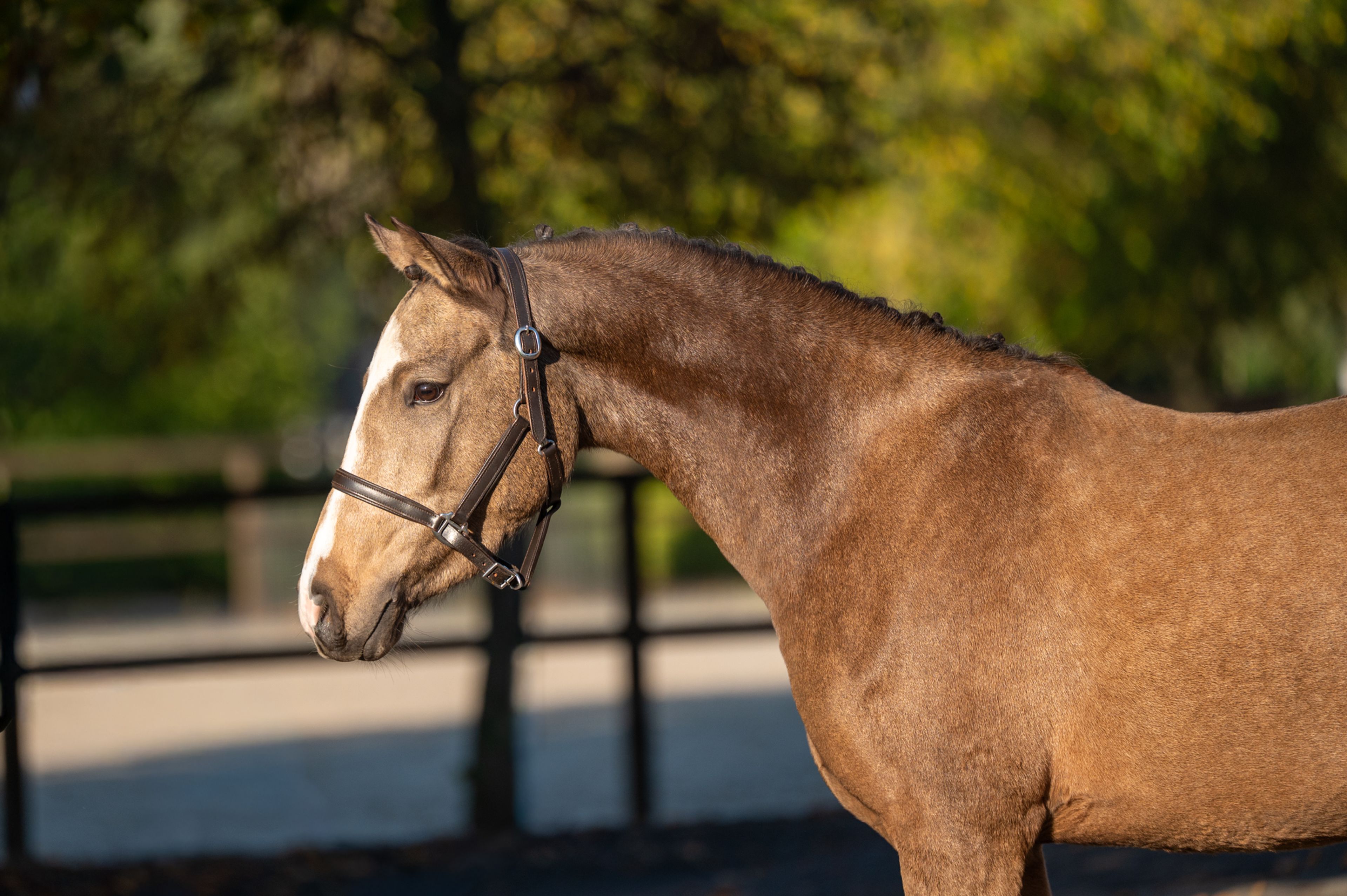 Enjoy My Presence (GULIKHOEVE'S PRINCE x TOUT BEAU DE LA CURE) - Image 4