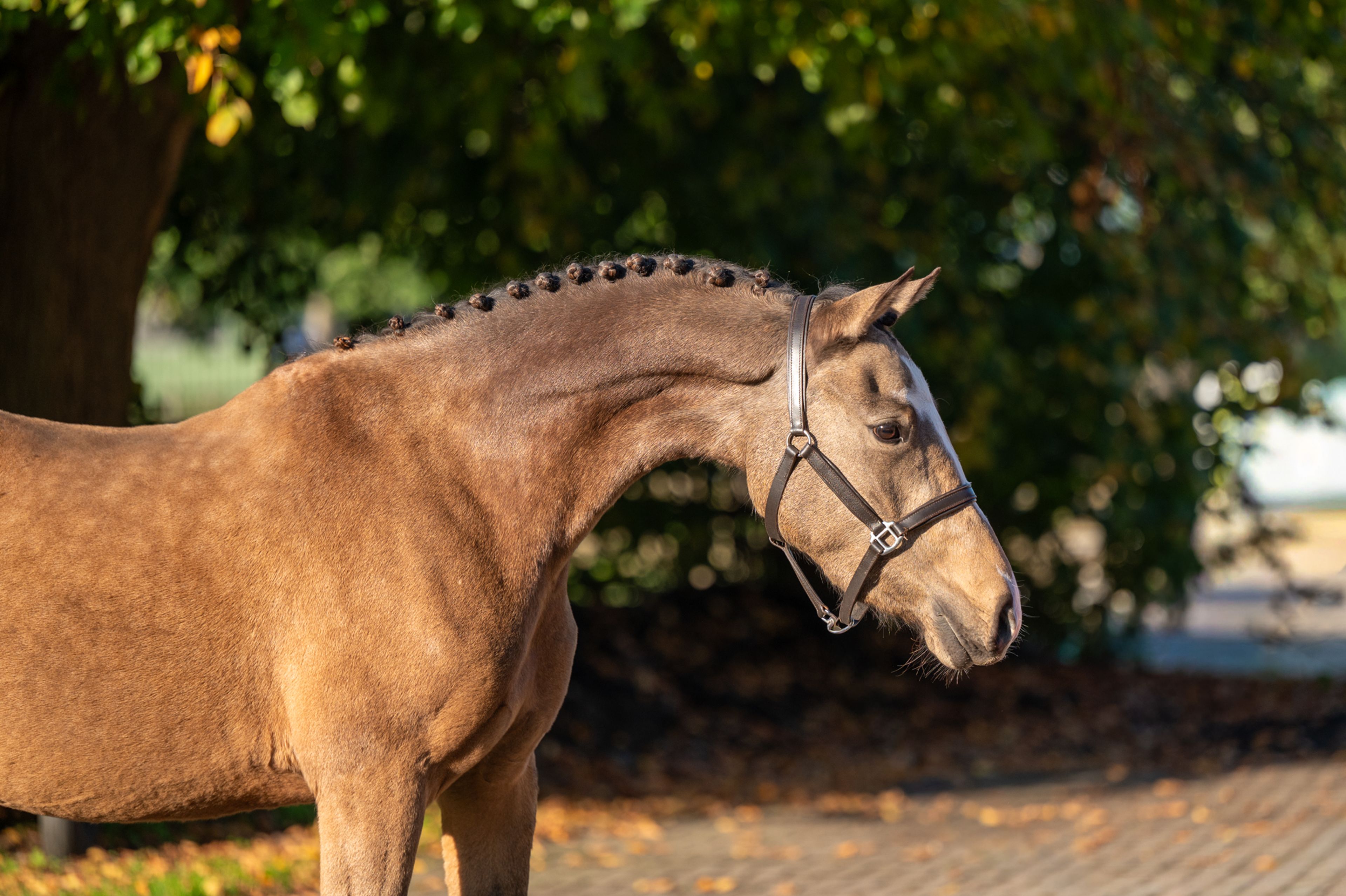 Enjoy My Presence (GULIKHOEVE'S PRINCE x TOUT BEAU DE LA CURE) - Image 5