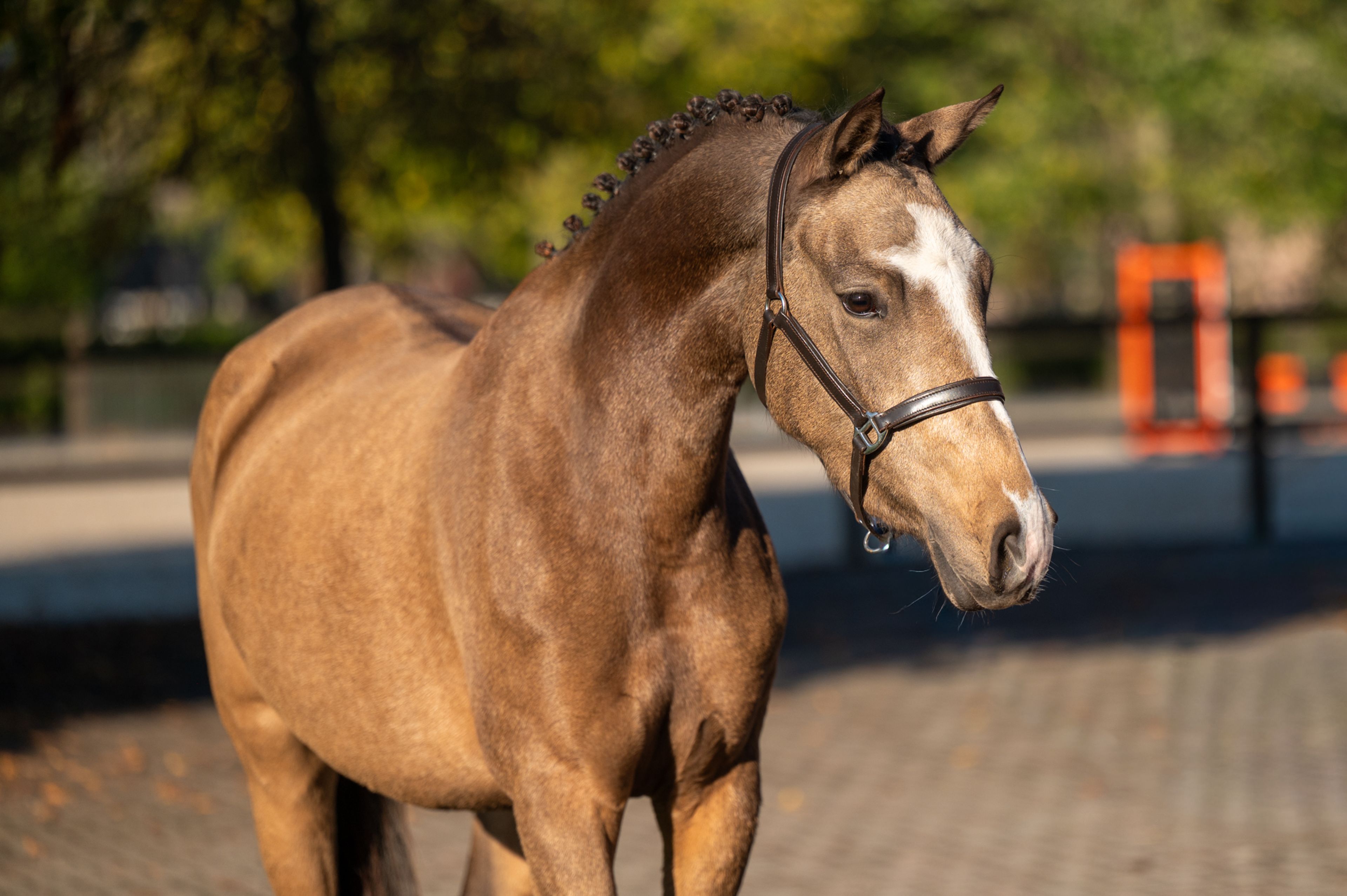 Enjoy My Presence (GULIKHOEVE'S PRINCE x TOUT BEAU DE LA CURE) - Image 6