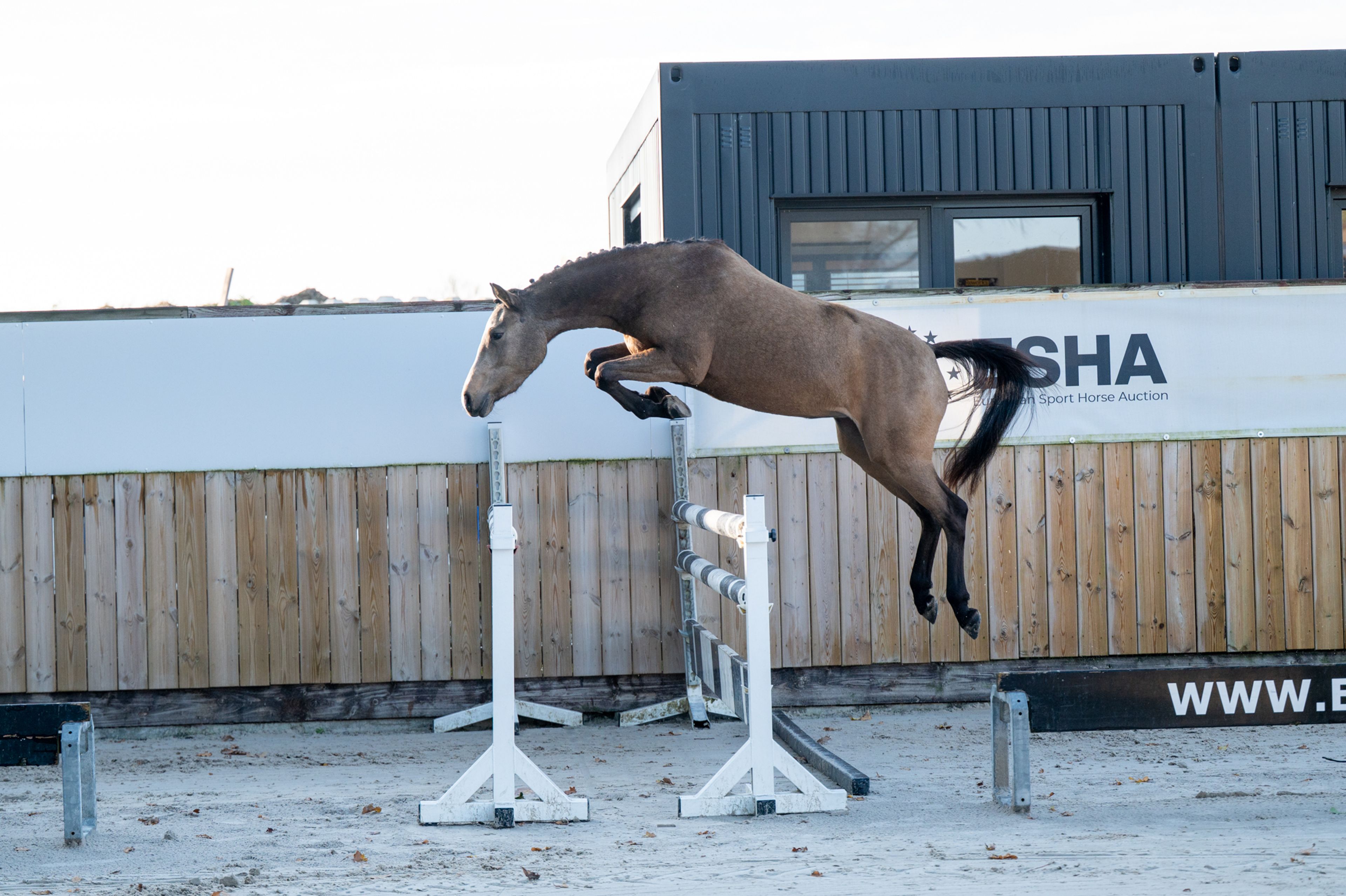 Enjoy My Presence (GULIKHOEVE'S PRINCE x TOUT BEAU DE LA CURE) - Image 7