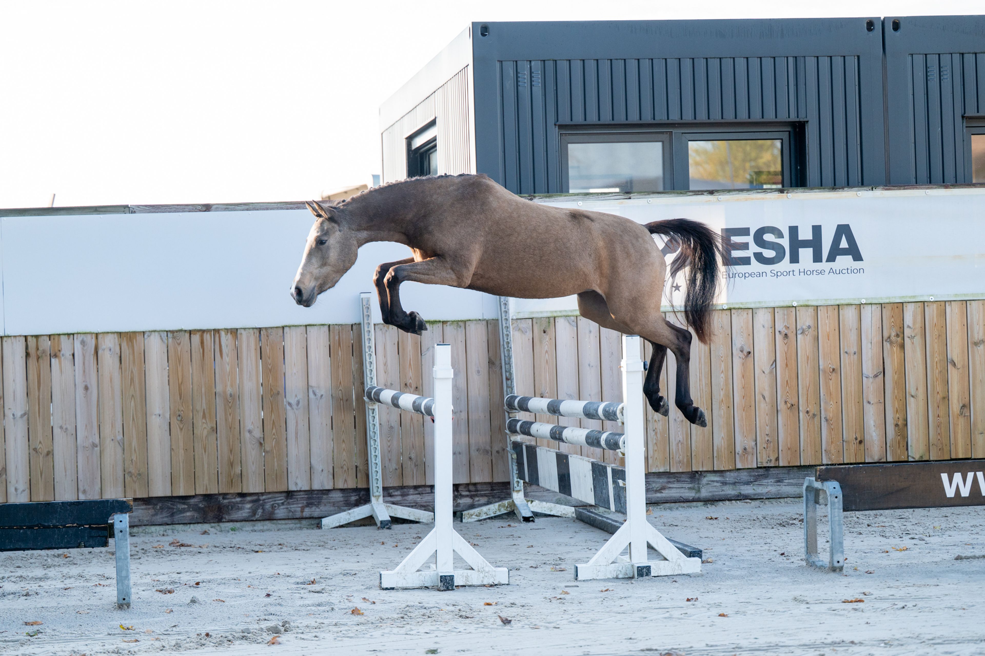 Enjoy My Presence (GULIKHOEVE'S PRINCE x TOUT BEAU DE LA CURE) - Image 8