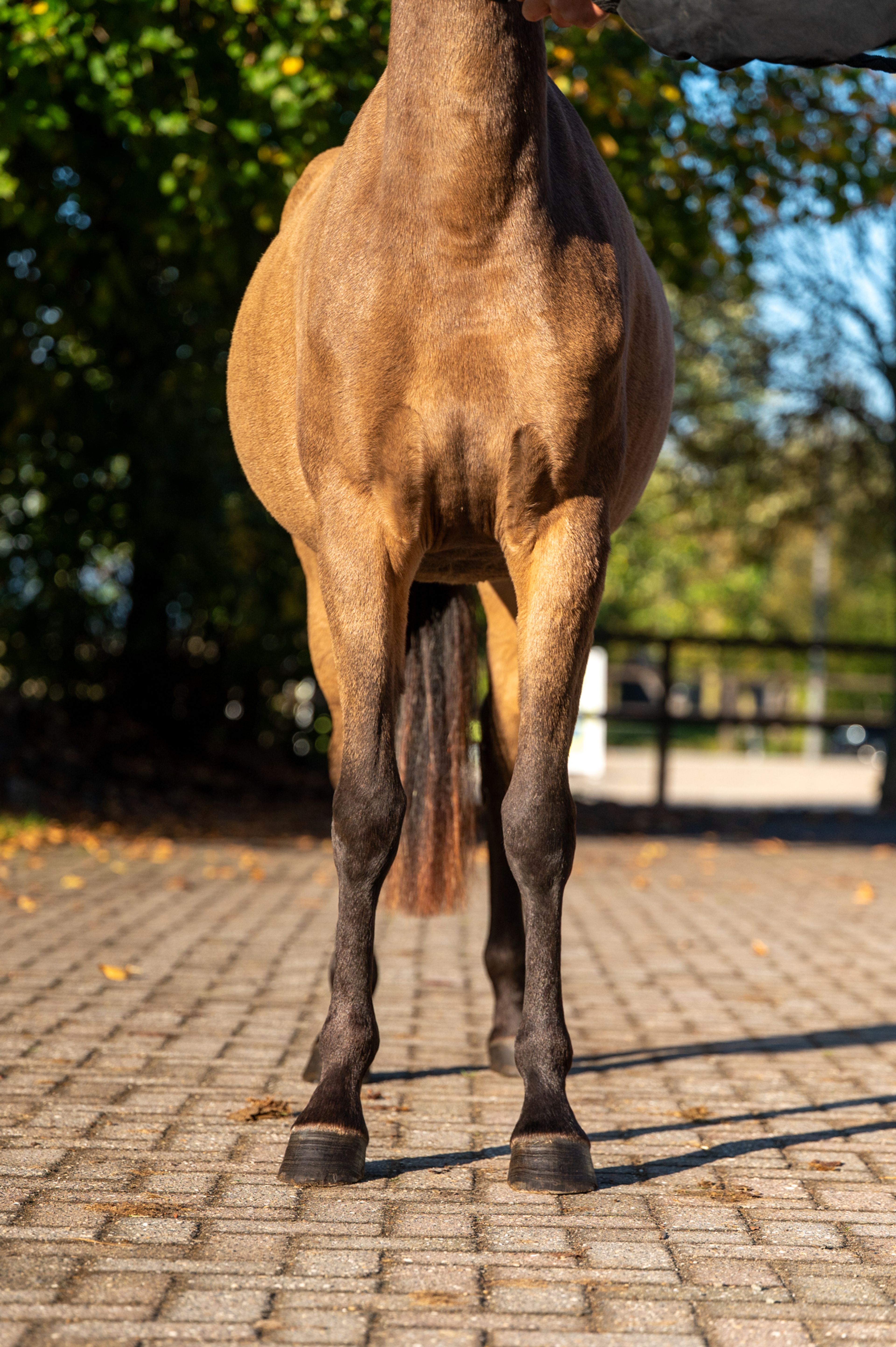 Enjoy My Presence (GULIKHOEVE'S PRINCE x TOUT BEAU DE LA CURE) - Image 9