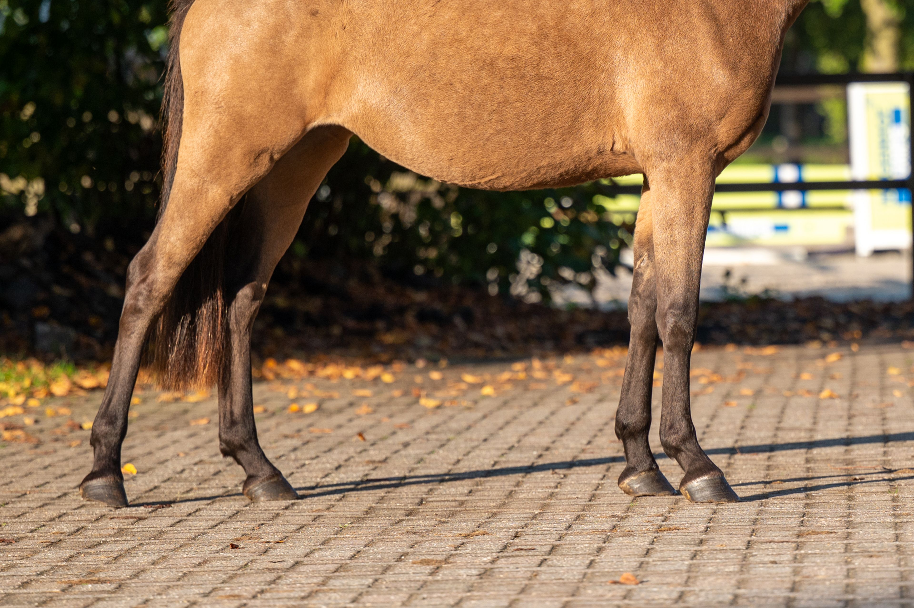 Enjoy My Presence (GULIKHOEVE'S PRINCE x TOUT BEAU DE LA CURE) - Image 10