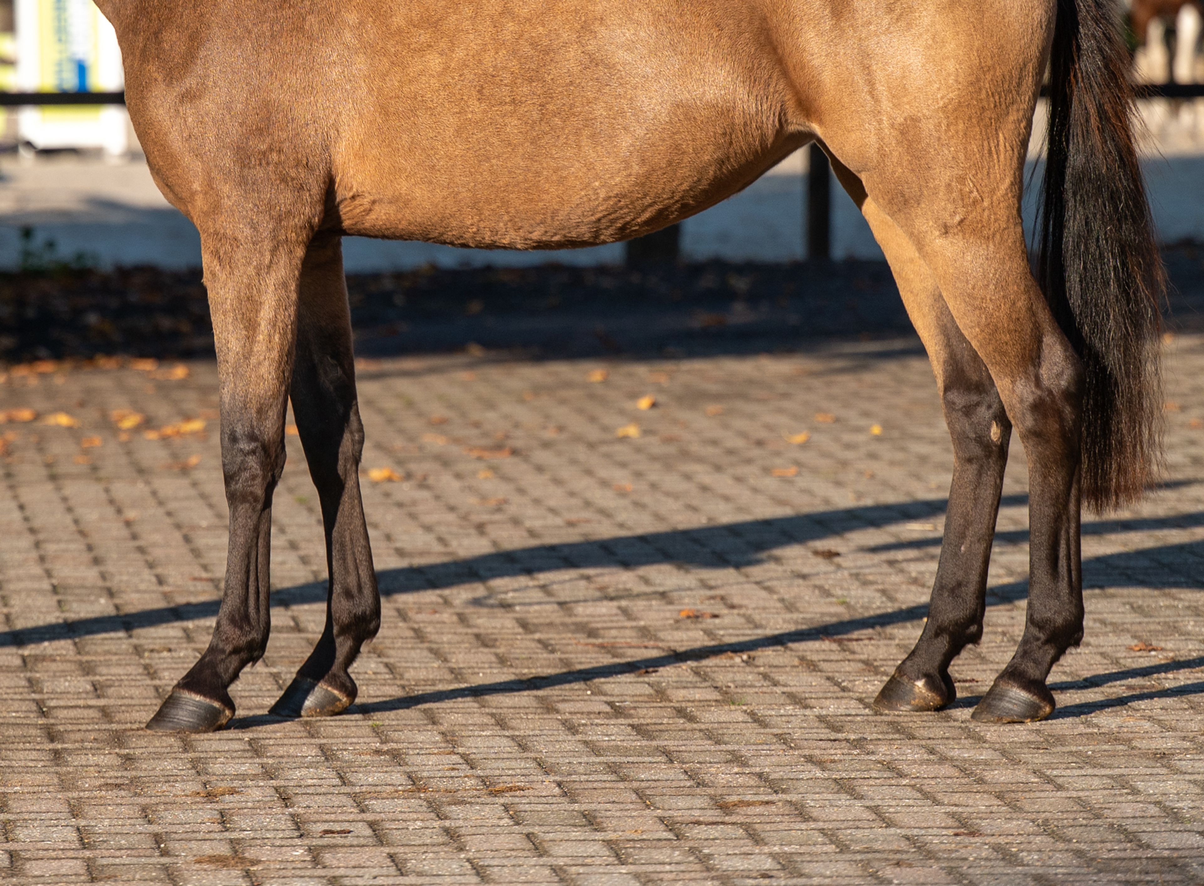 Enjoy My Presence (GULIKHOEVE'S PRINCE x TOUT BEAU DE LA CURE) - Image 11