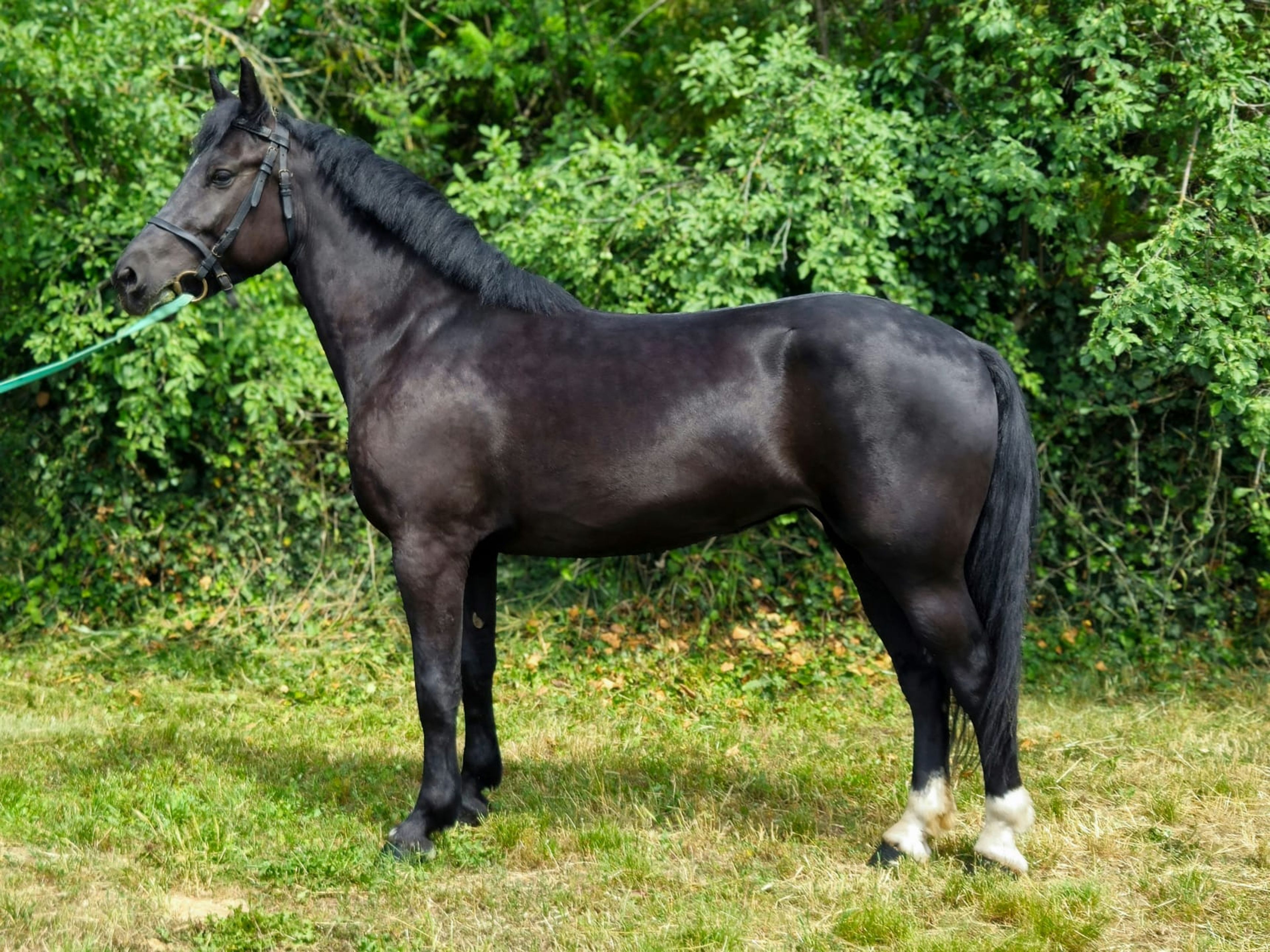 Fecske - Image 1