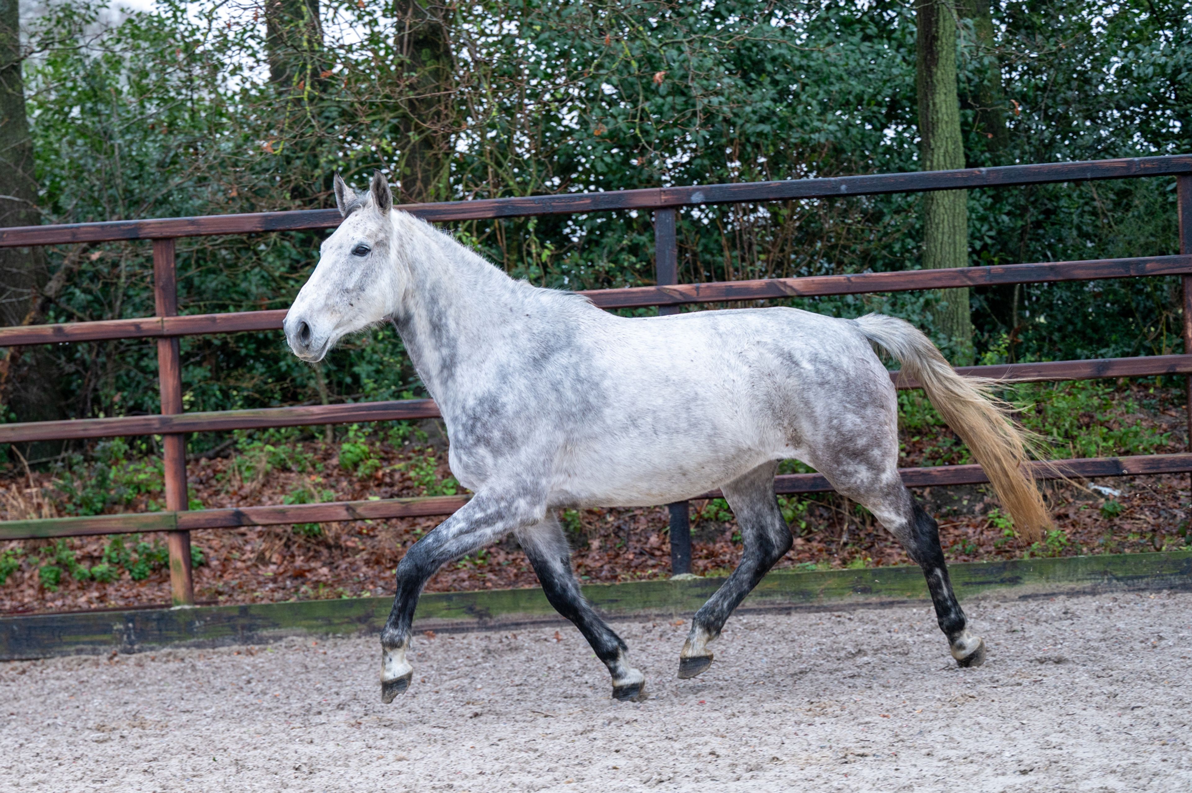 Diaqui of the Lowlands Z ☆☆ (DIAMANT DE SEMILLY x QUIDAM DE REVEL) - Image 1