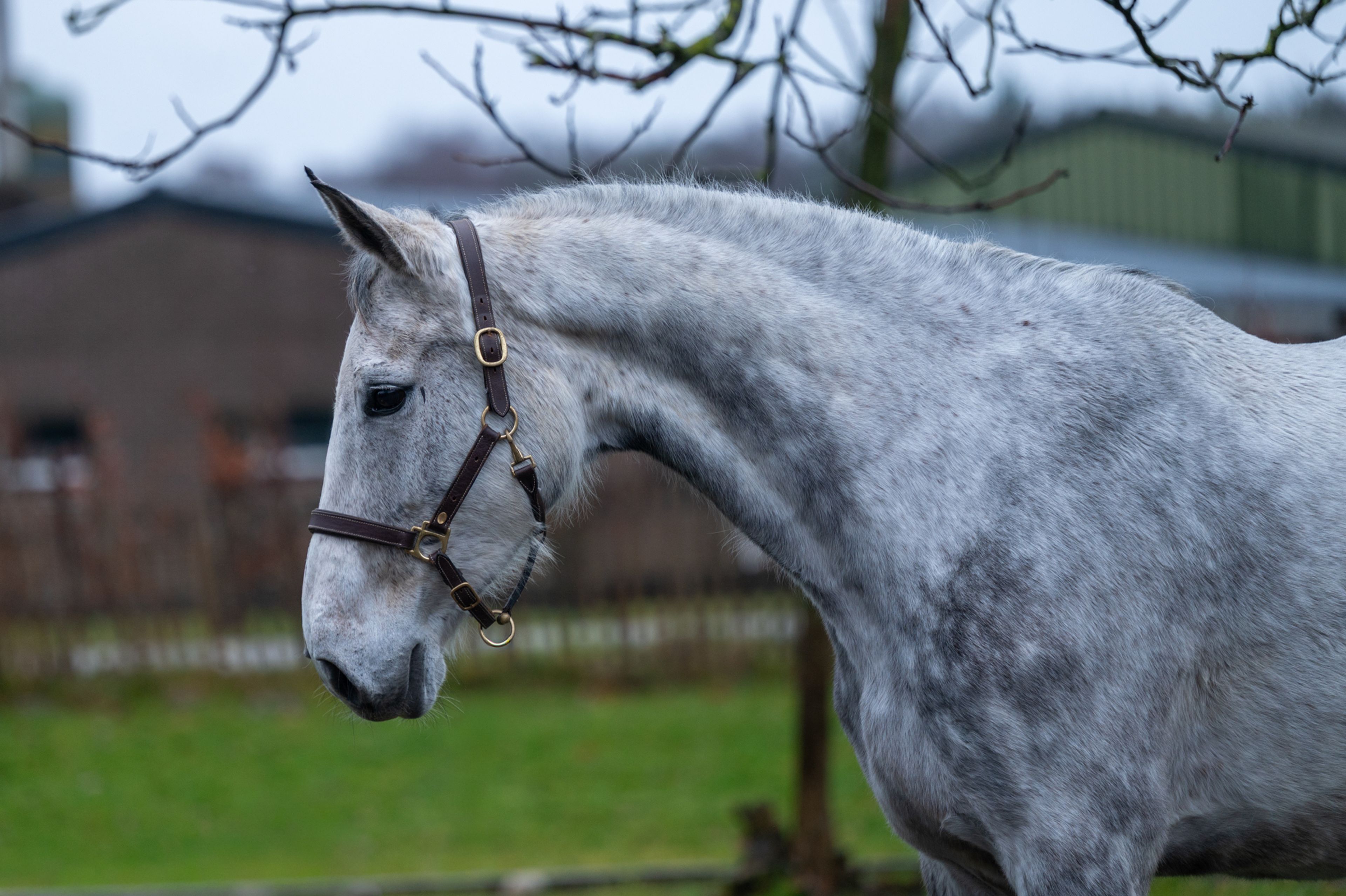 Diaqui of the Lowlands Z ☆☆ (DIAMANT DE SEMILLY x QUIDAM DE REVEL) - Image 2