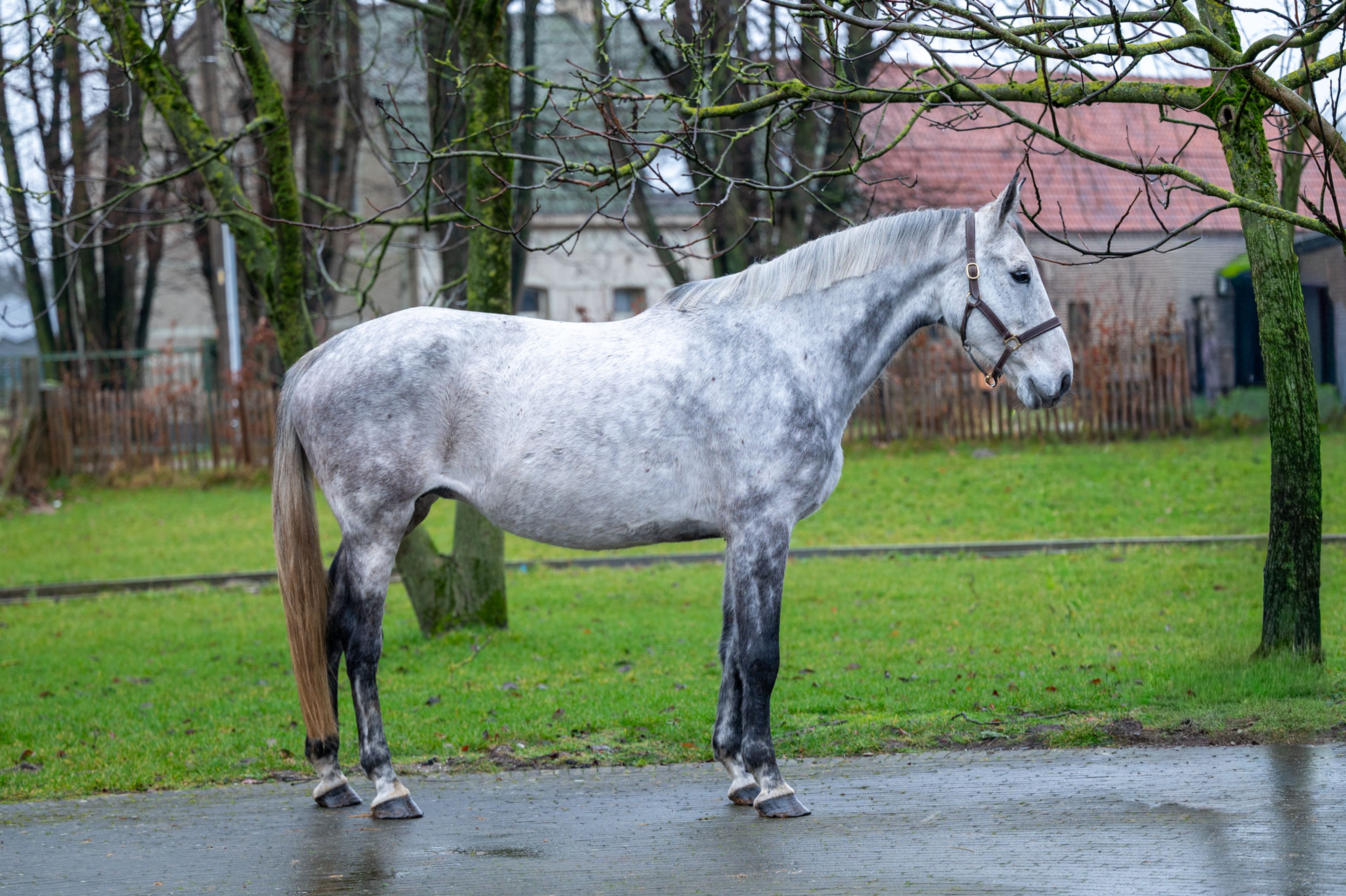 Diaqui of the Lowlands Z ☆☆ (DIAMANT DE SEMILLY x QUIDAM DE REVEL) - Image 3