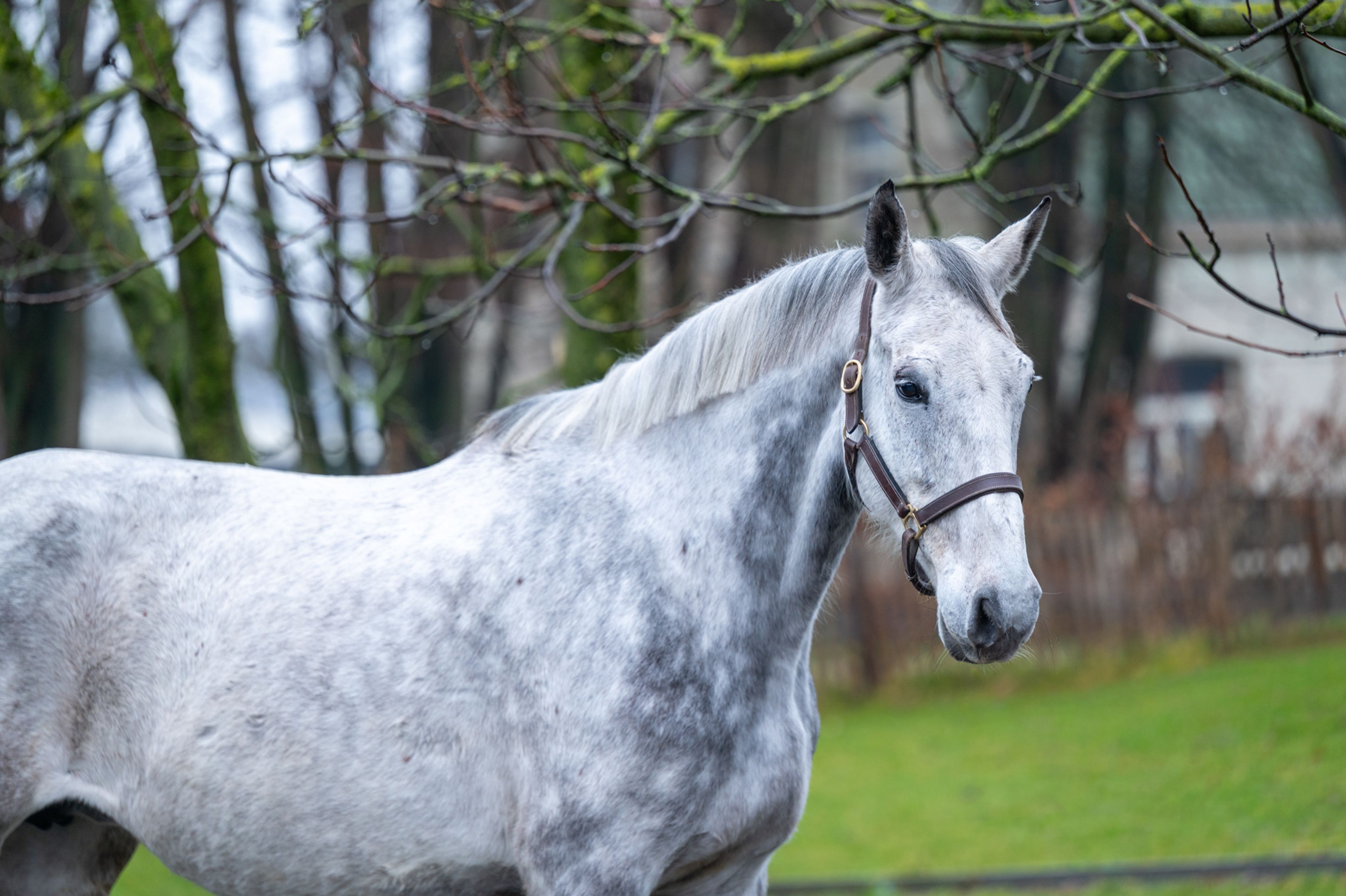 Diaqui of the Lowlands Z ☆☆ (DIAMANT DE SEMILLY x QUIDAM DE REVEL) - Image 4