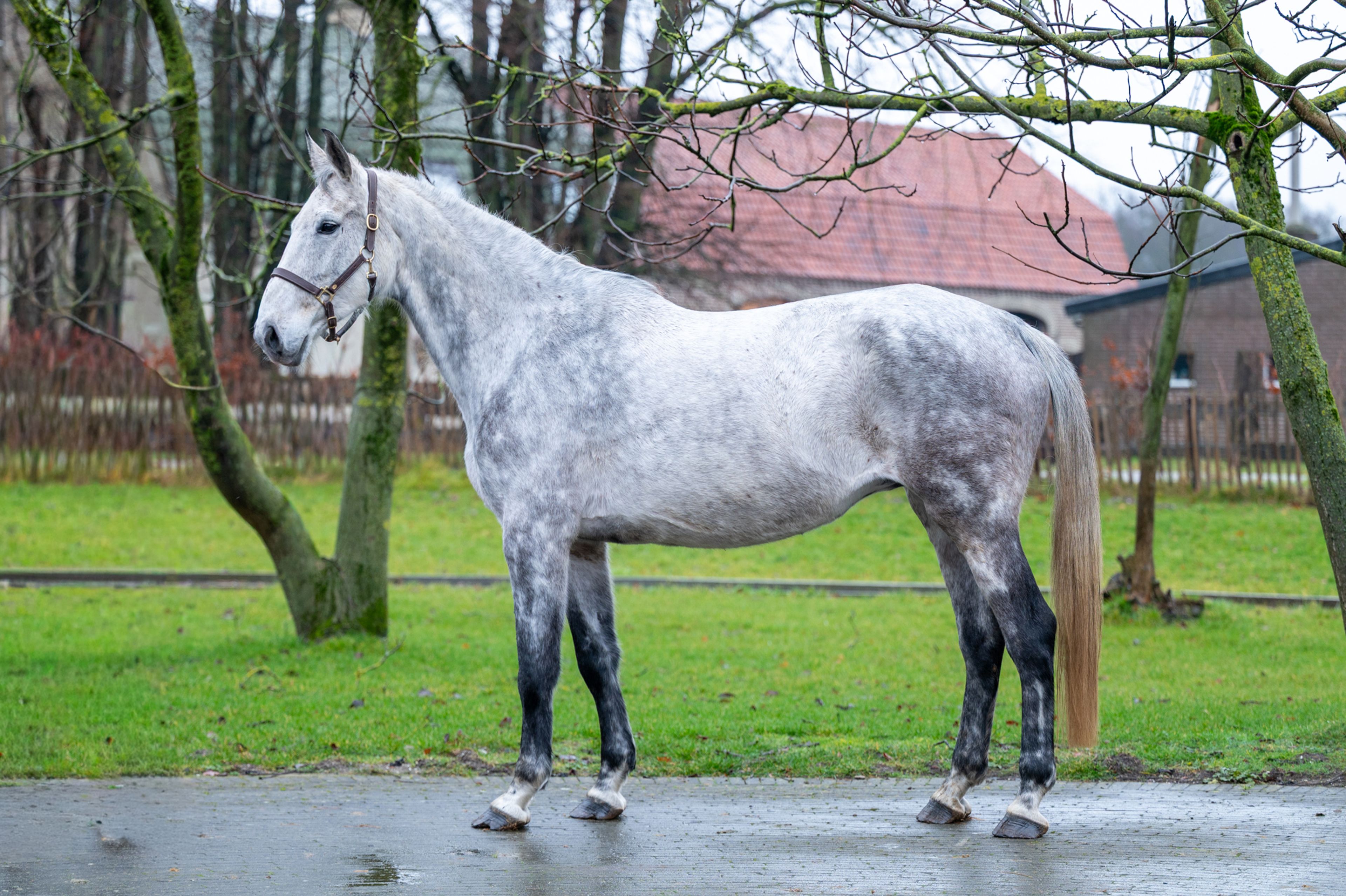 Diaqui of the Lowlands Z ☆☆ (DIAMANT DE SEMILLY x QUIDAM DE REVEL) - Image 5