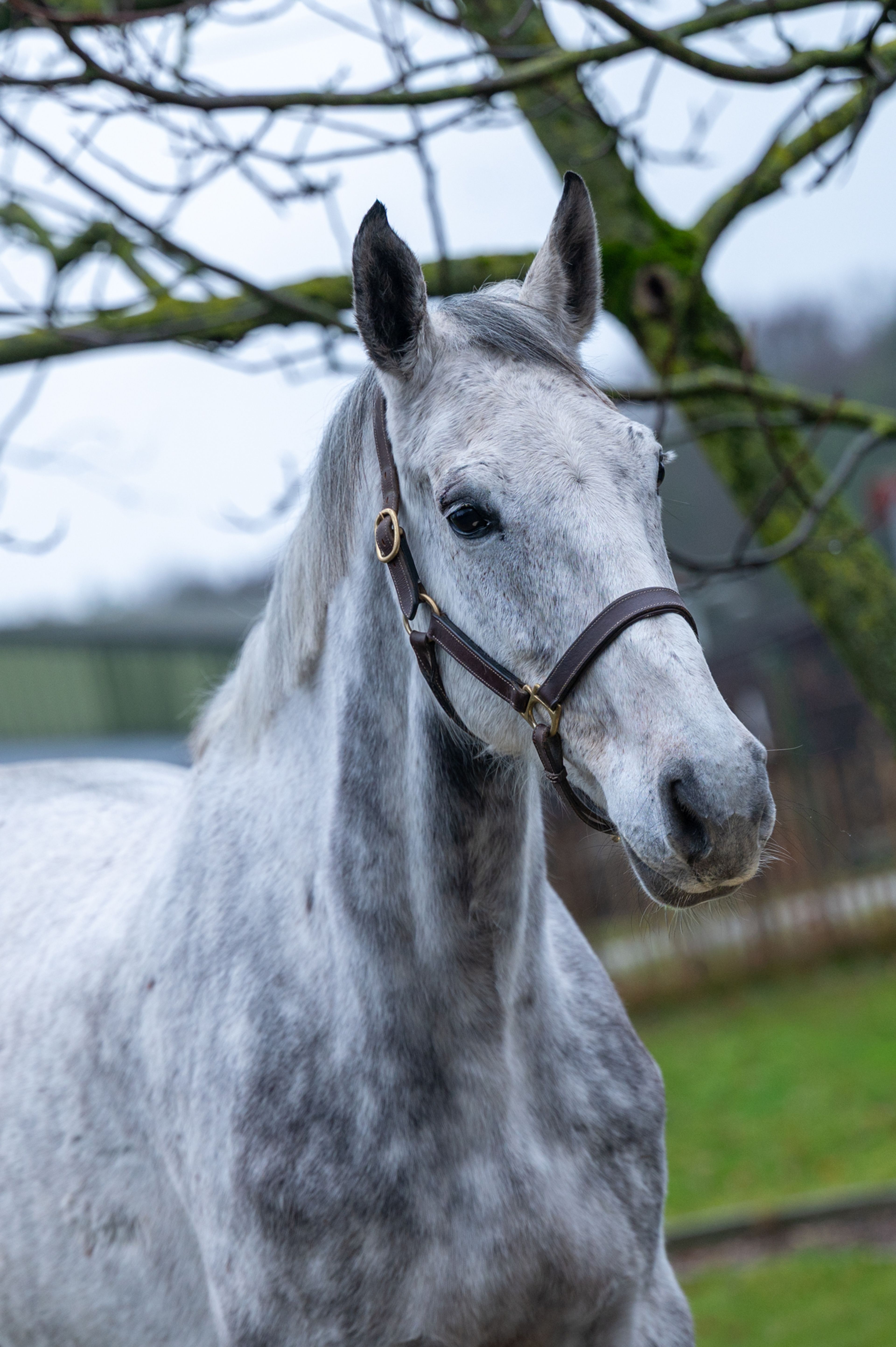 Diaqui of the Lowlands Z ☆☆ (DIAMANT DE SEMILLY x QUIDAM DE REVEL) - Image 7