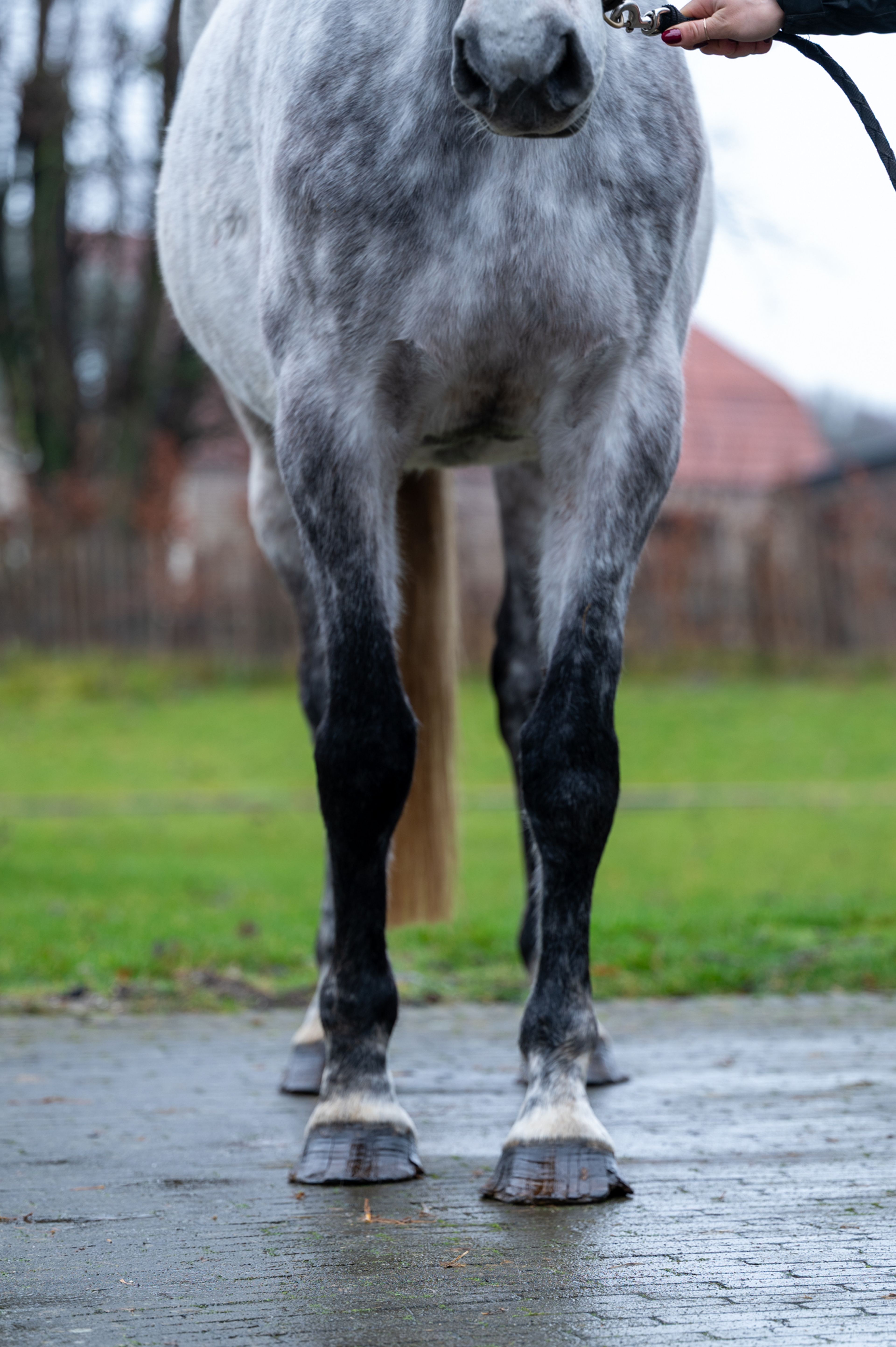 Diaqui of the Lowlands Z ☆☆ (DIAMANT DE SEMILLY x QUIDAM DE REVEL) - Image 9