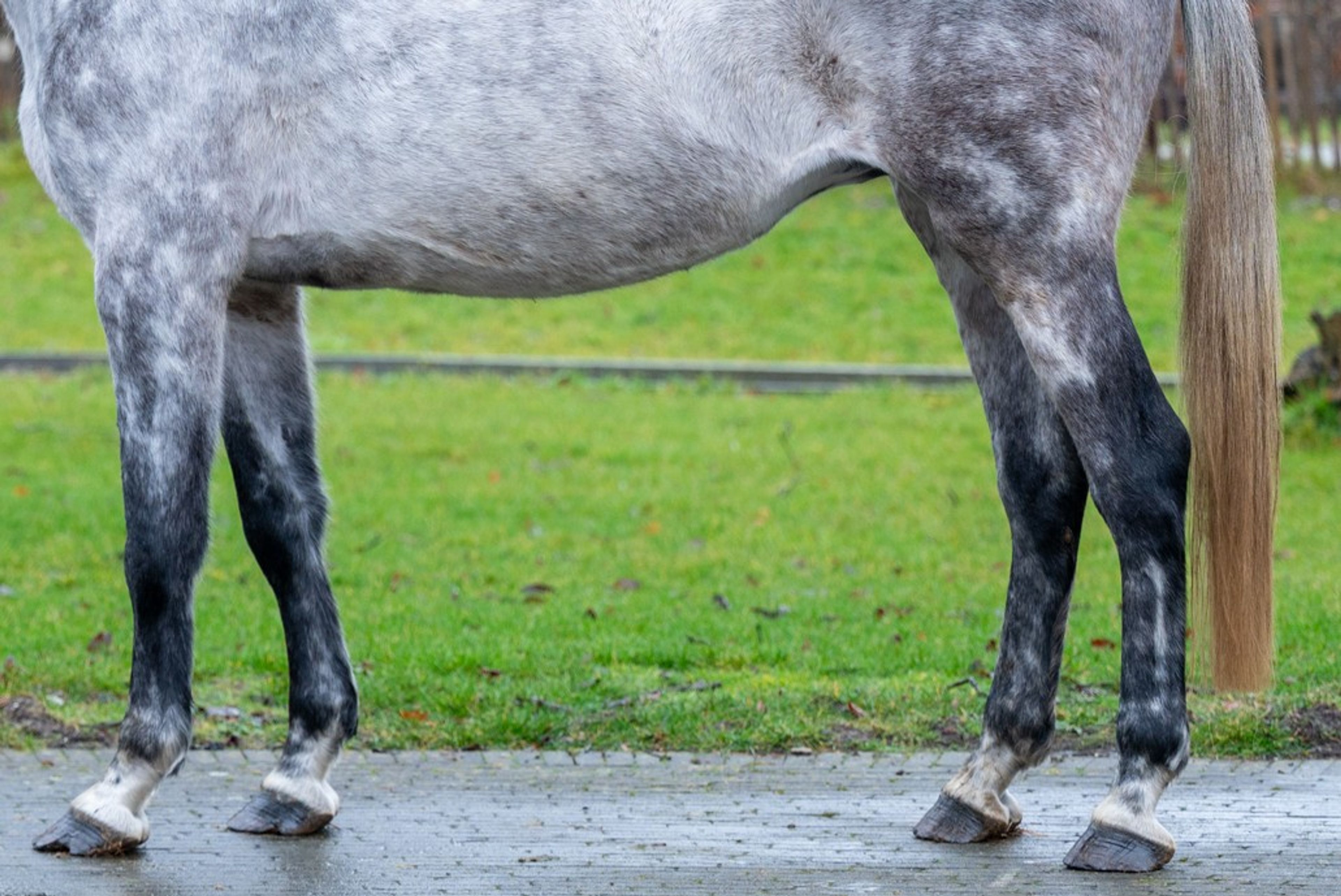 Diaqui of the Lowlands Z ☆☆ (DIAMANT DE SEMILLY x QUIDAM DE REVEL) - Image 10